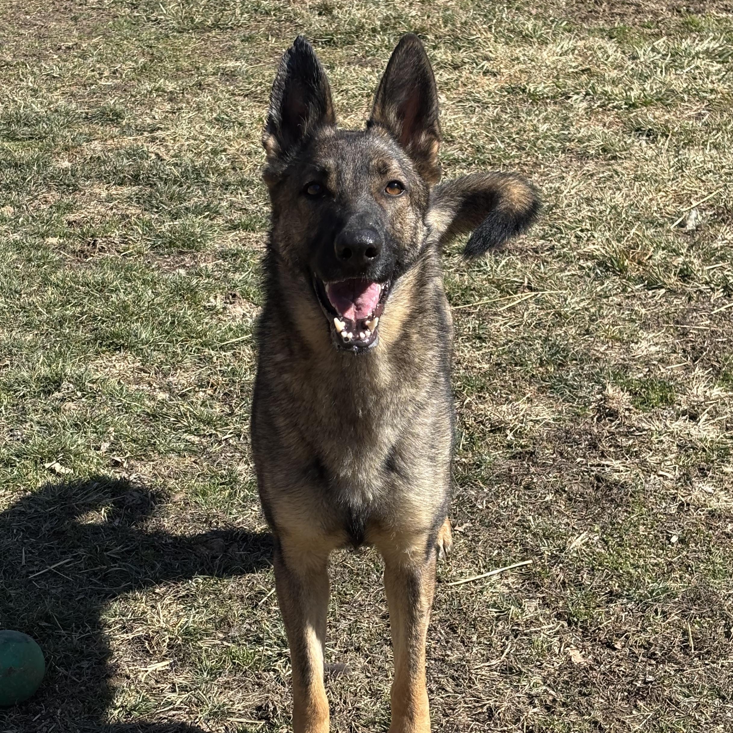 Enlarge Leia, a ADOPTABLE mixed breed in Lucasville, OH image 1/4