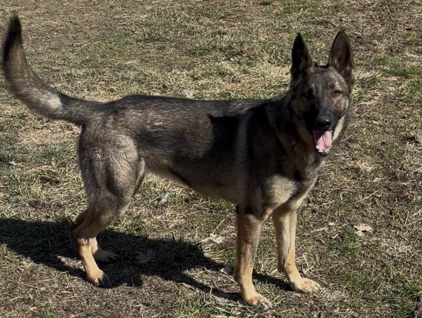 Enlarge Leia, a ADOPTABLE mixed breed in Lucasville, OH image 2/4