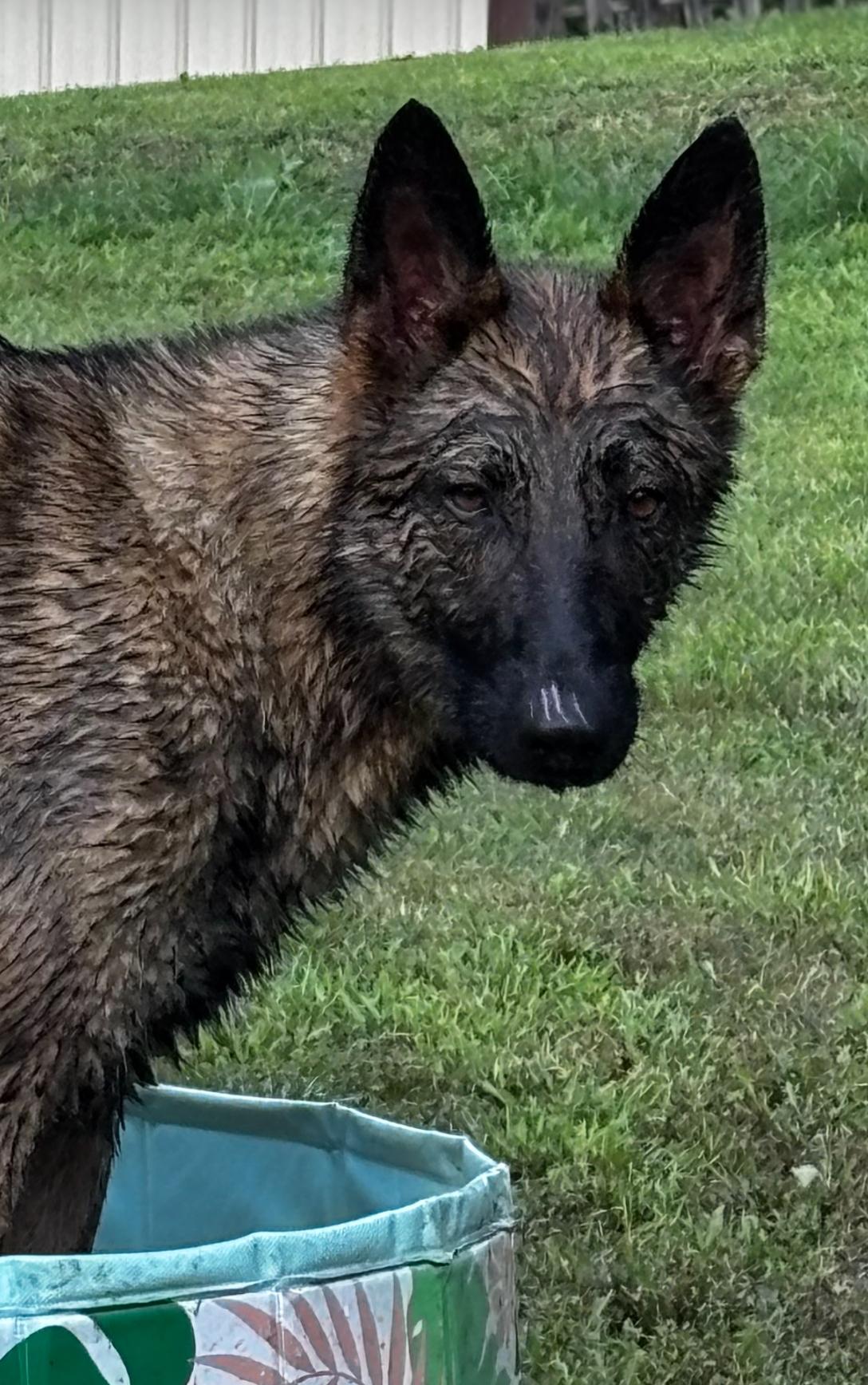 Enlarge Leia, a ADOPTABLE mixed breed in Lucasville, OH image 4/4