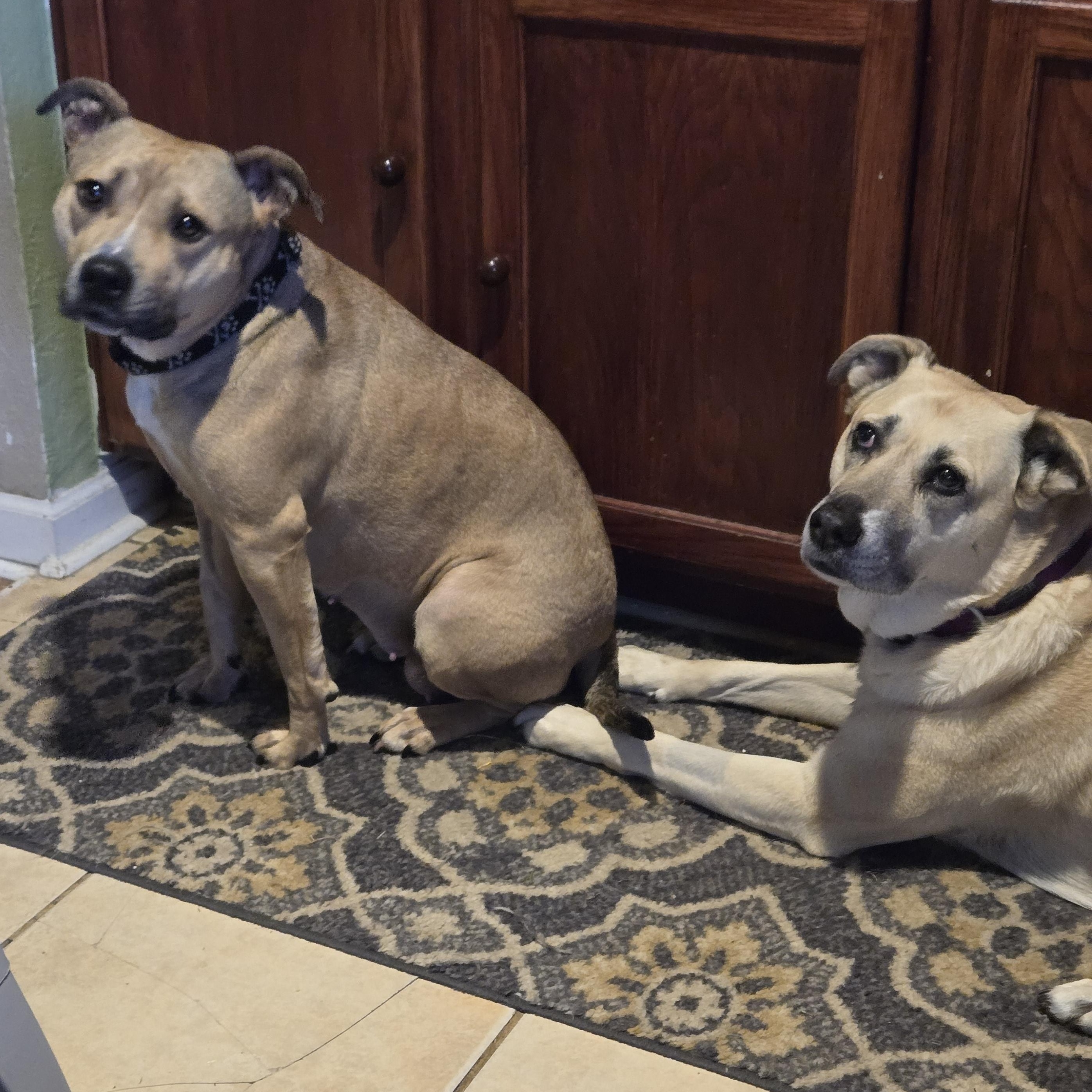 Betty, a Adoptable Pit Bull Terrier in Peotone, IL image 2/6