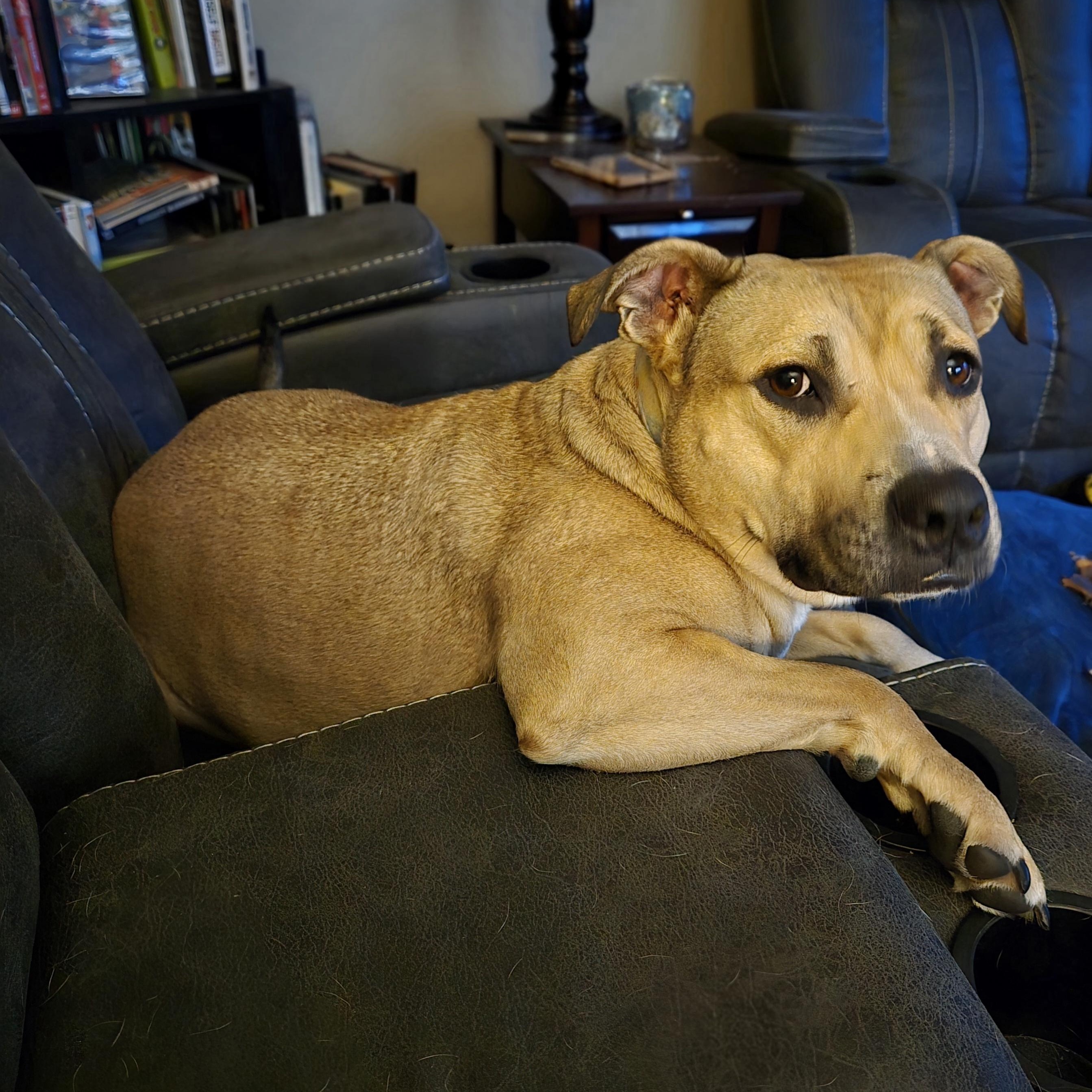 Betty, a Adoptable Pit Bull Terrier in Peotone, IL image 3/6