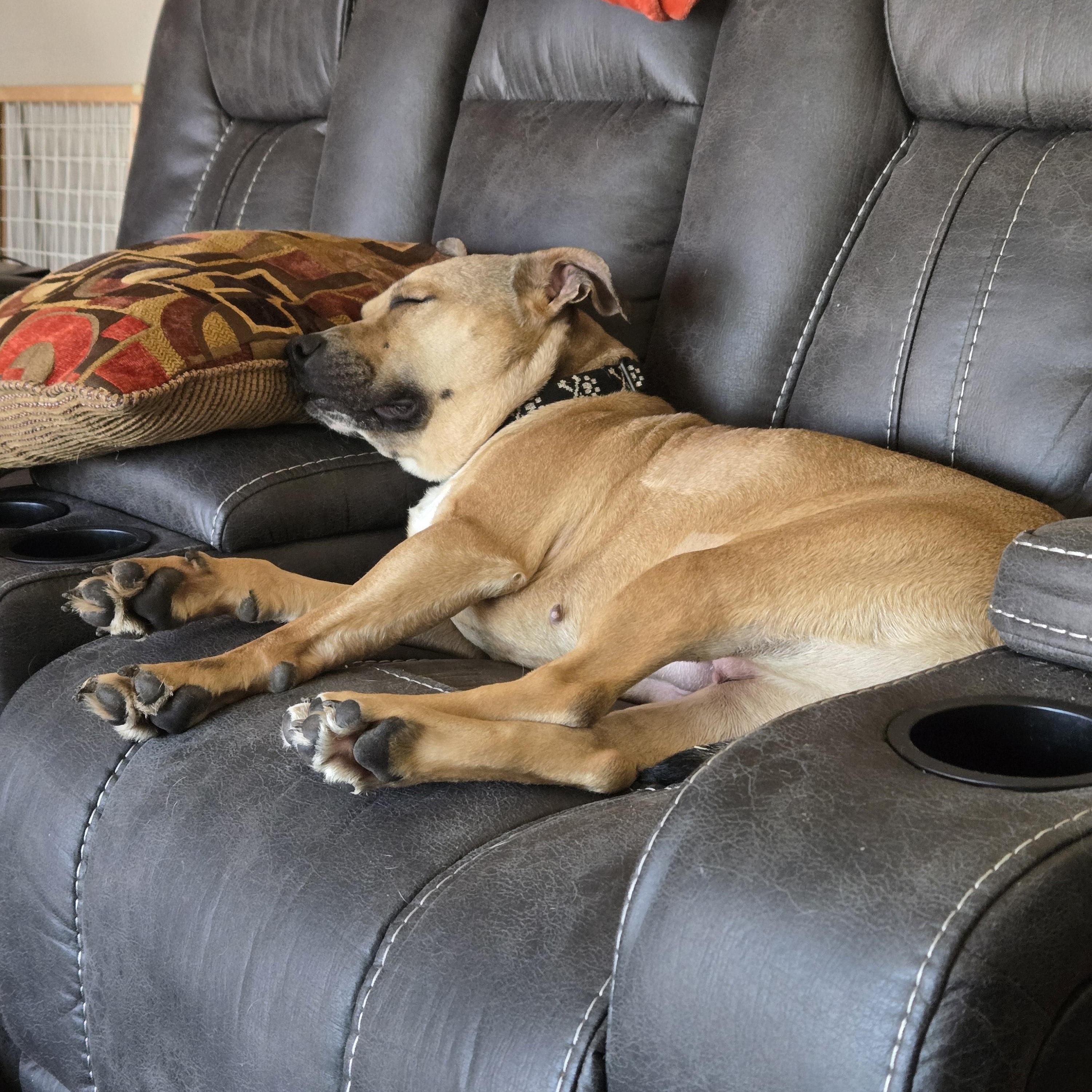 Betty, a Adoptable Pit Bull Terrier in Peotone, IL image 4/6