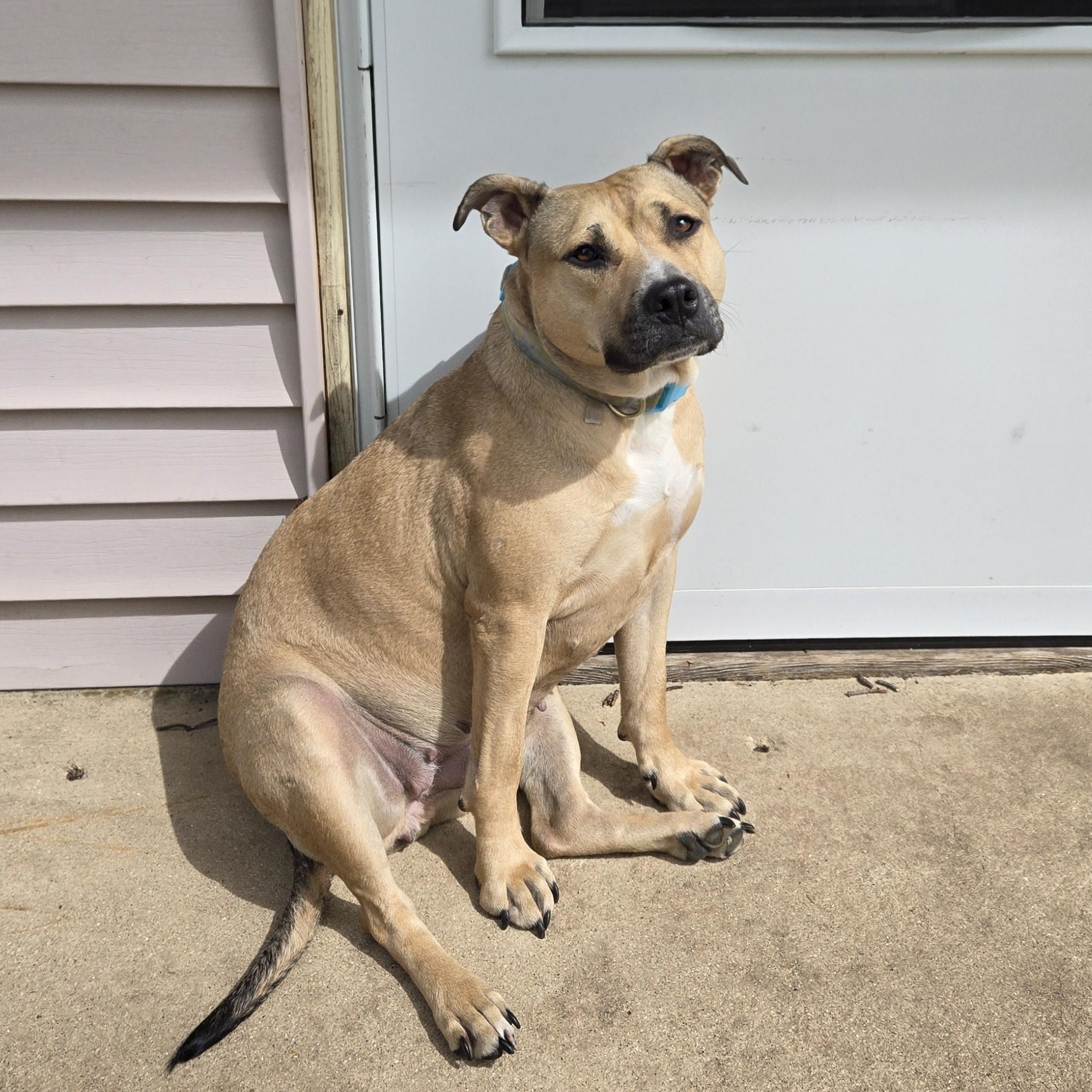 Betty, Adoptable, Young Female Pit Bull Terrier.