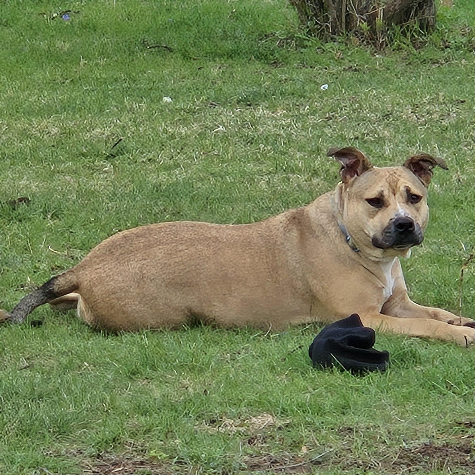 Betty, a Adoptable Pit Bull Terrier in Peotone, IL image 5/6