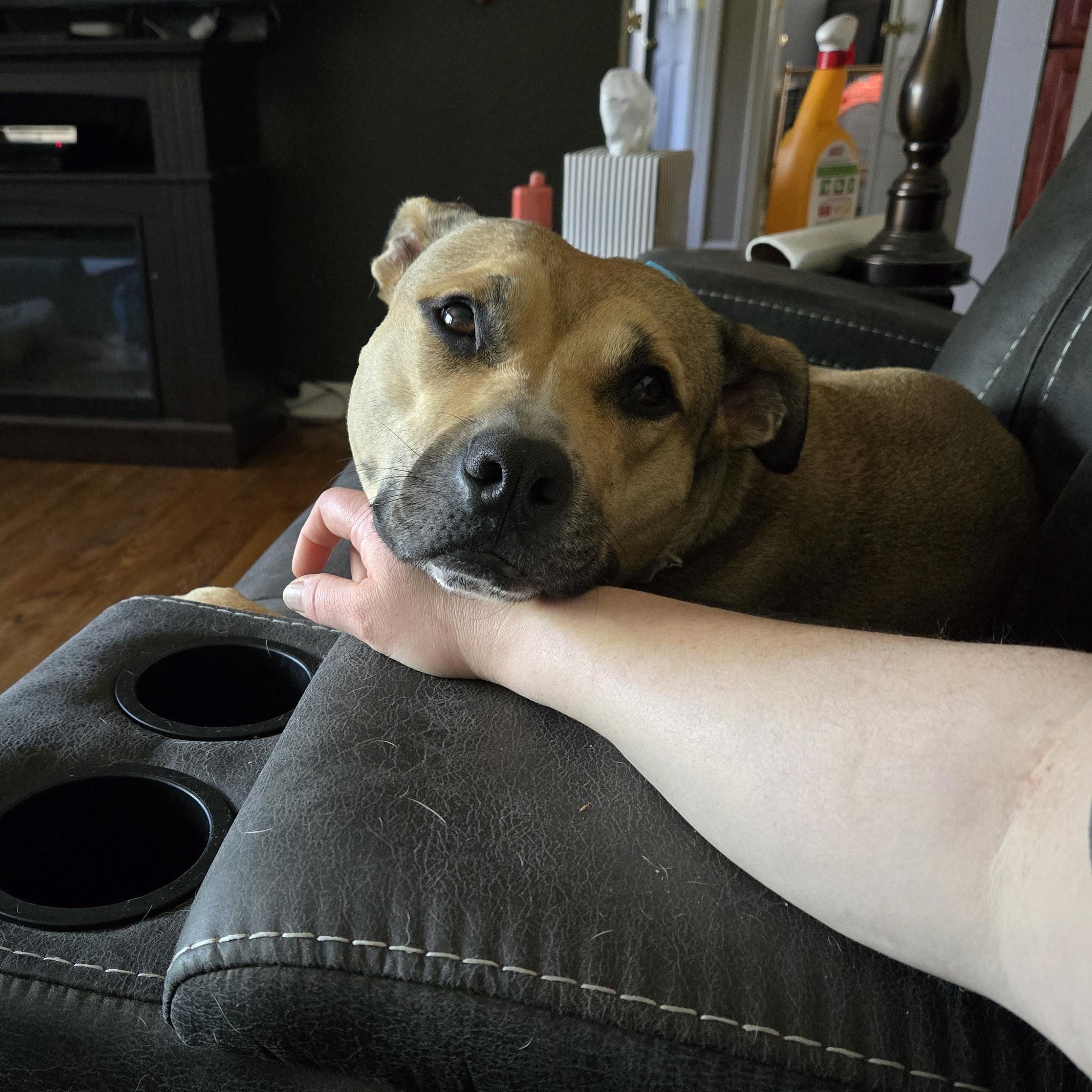 Betty, a Adoptable Pit Bull Terrier in Peotone, IL image 6/6
