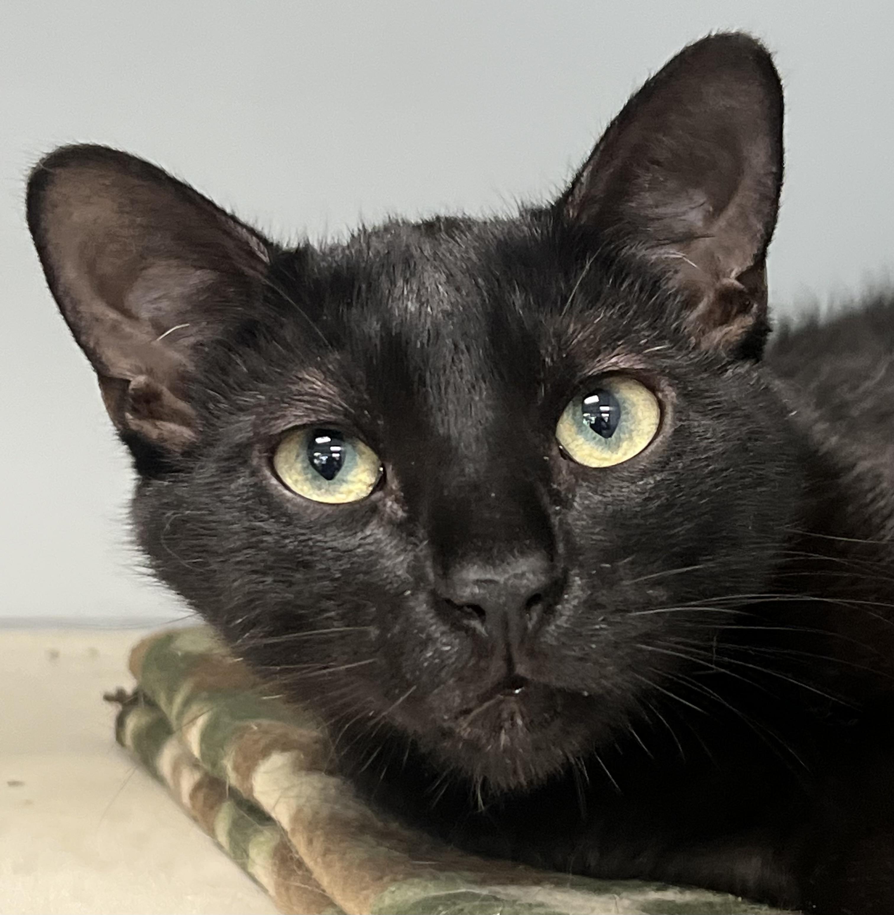 Enlarge Eclipse, a ADOPTABLE Domestic Short Hair in Johnston, RI image 1/6