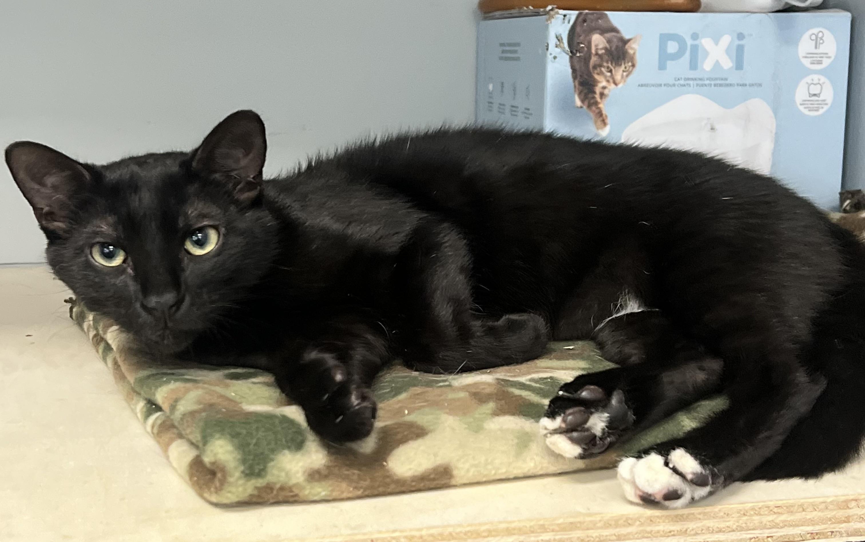 Enlarge Eclipse, a ADOPTABLE Domestic Short Hair in Johnston, RI image 5/6