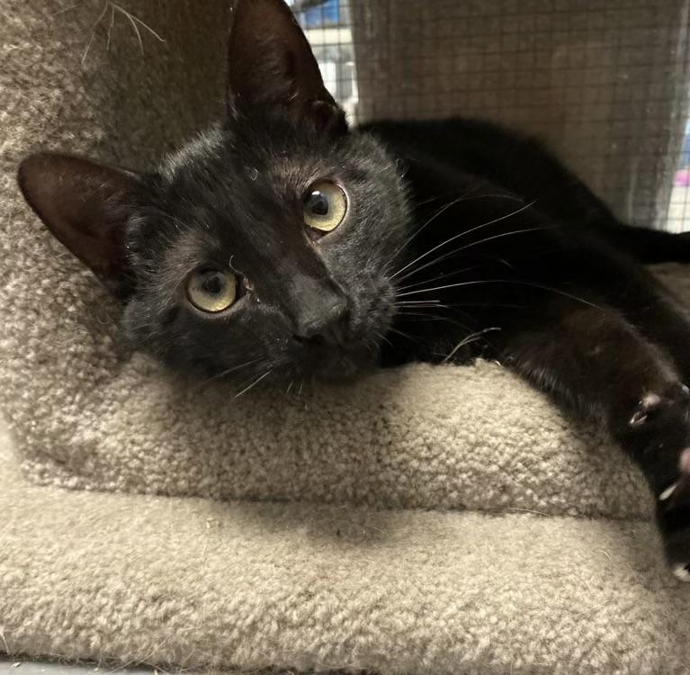 Enlarge Eclipse, a ADOPTABLE Domestic Short Hair in Johnston, RI image 3/6