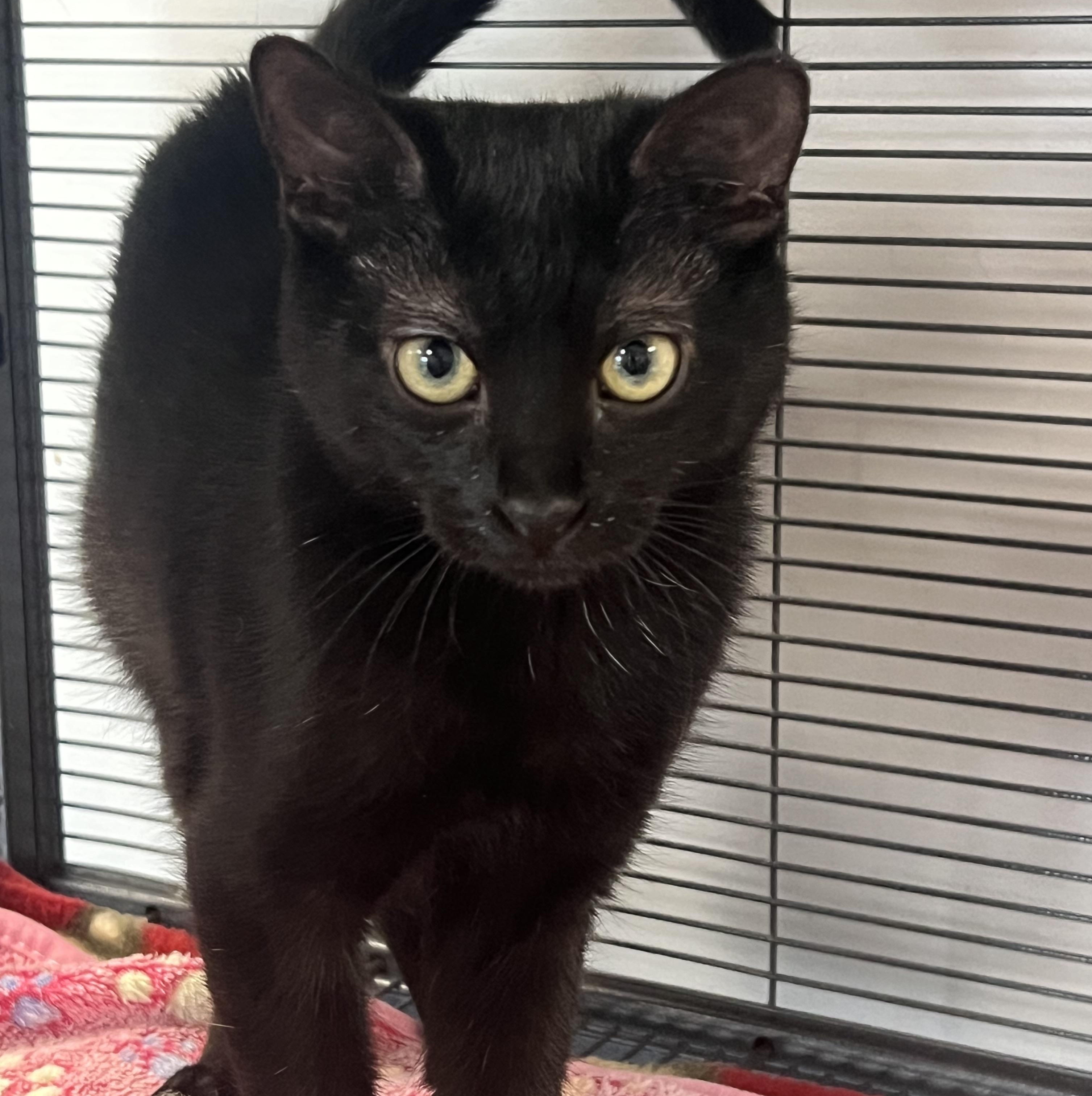 Enlarge Eclipse, a ADOPTABLE Domestic Short Hair in Johnston, RI image 6/6