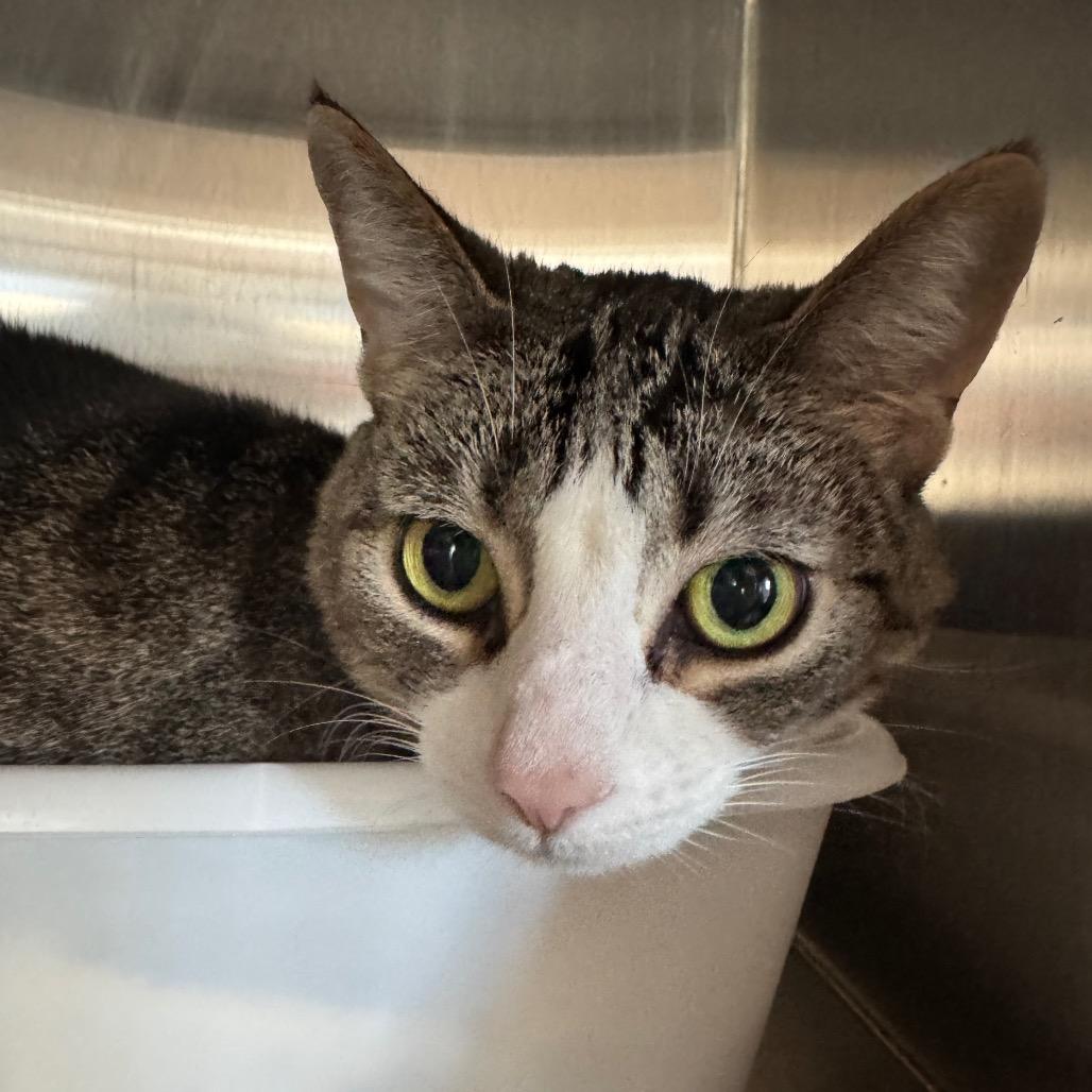 Enlarge Queenie, a Adoptable Domestic Medium Hair in Alexandria, VA image 1/2