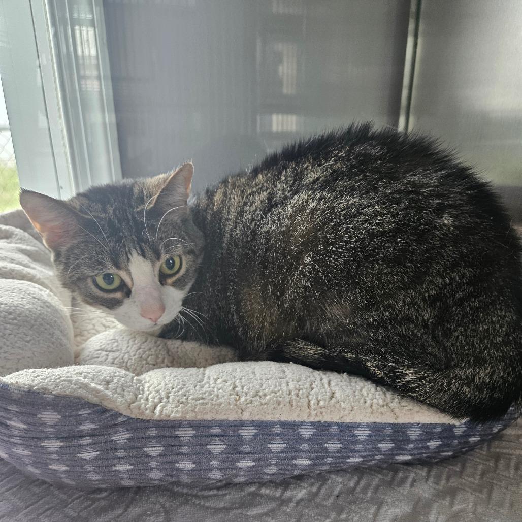 Enlarge Queenie, a Adoptable Domestic Medium Hair in Alexandria, VA image 2/2