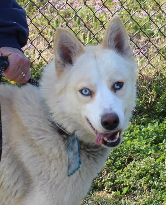 Enlarge HOPE, a ADOPTABLE mixed breed in Claremore, OK image 2/2
