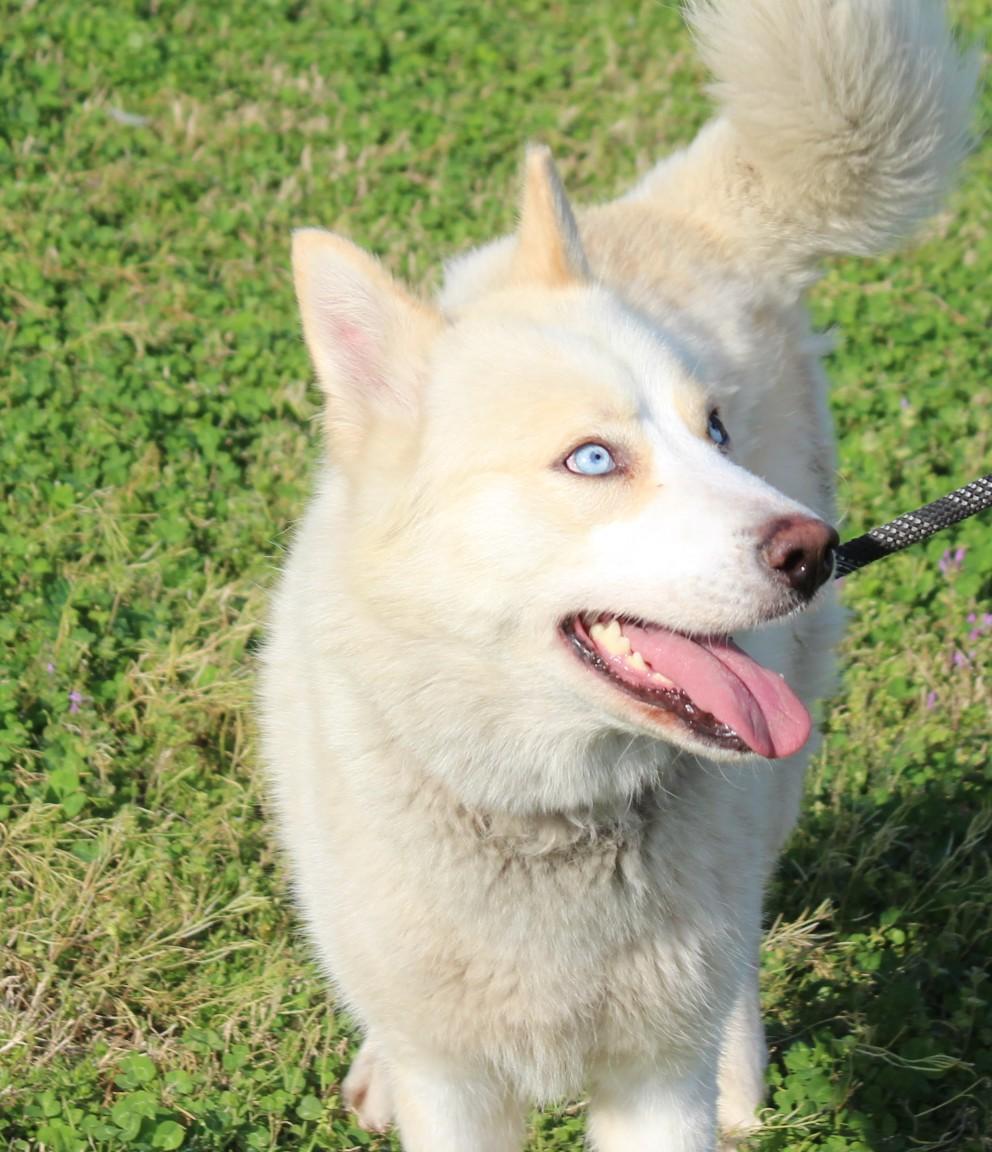 Enlarge HOPE, a ADOPTABLE mixed breed in Claremore, OK image 1/2
