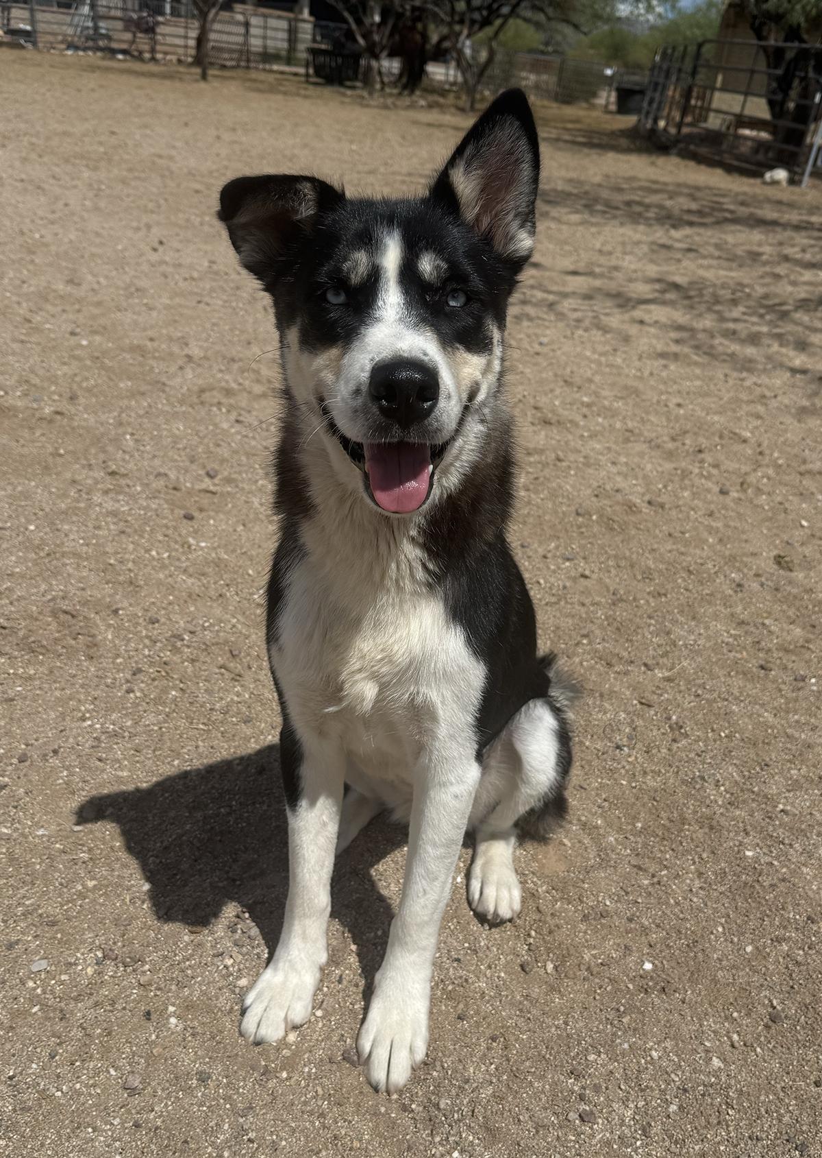 Boots, a Adoptable mixed breed in Scottsdale, AZ image 2/6