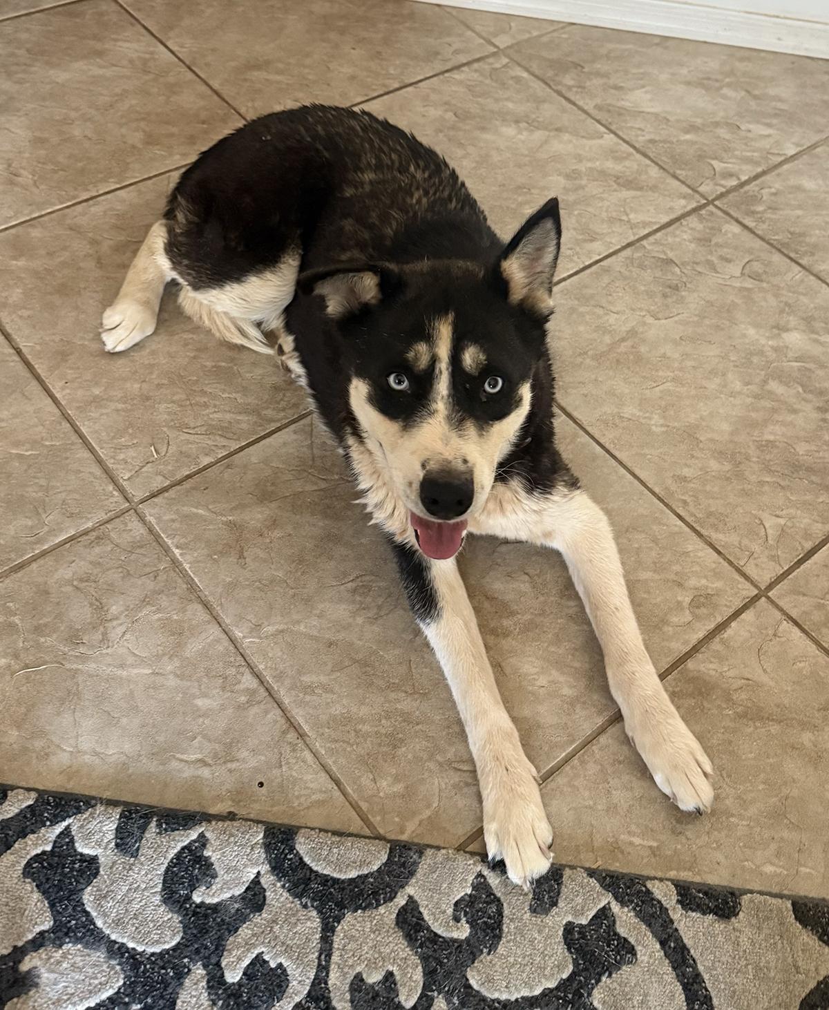 Boots, Adoptable, Young Female Siberian Husky & Australian Cattle Dog / Blue Heeler.