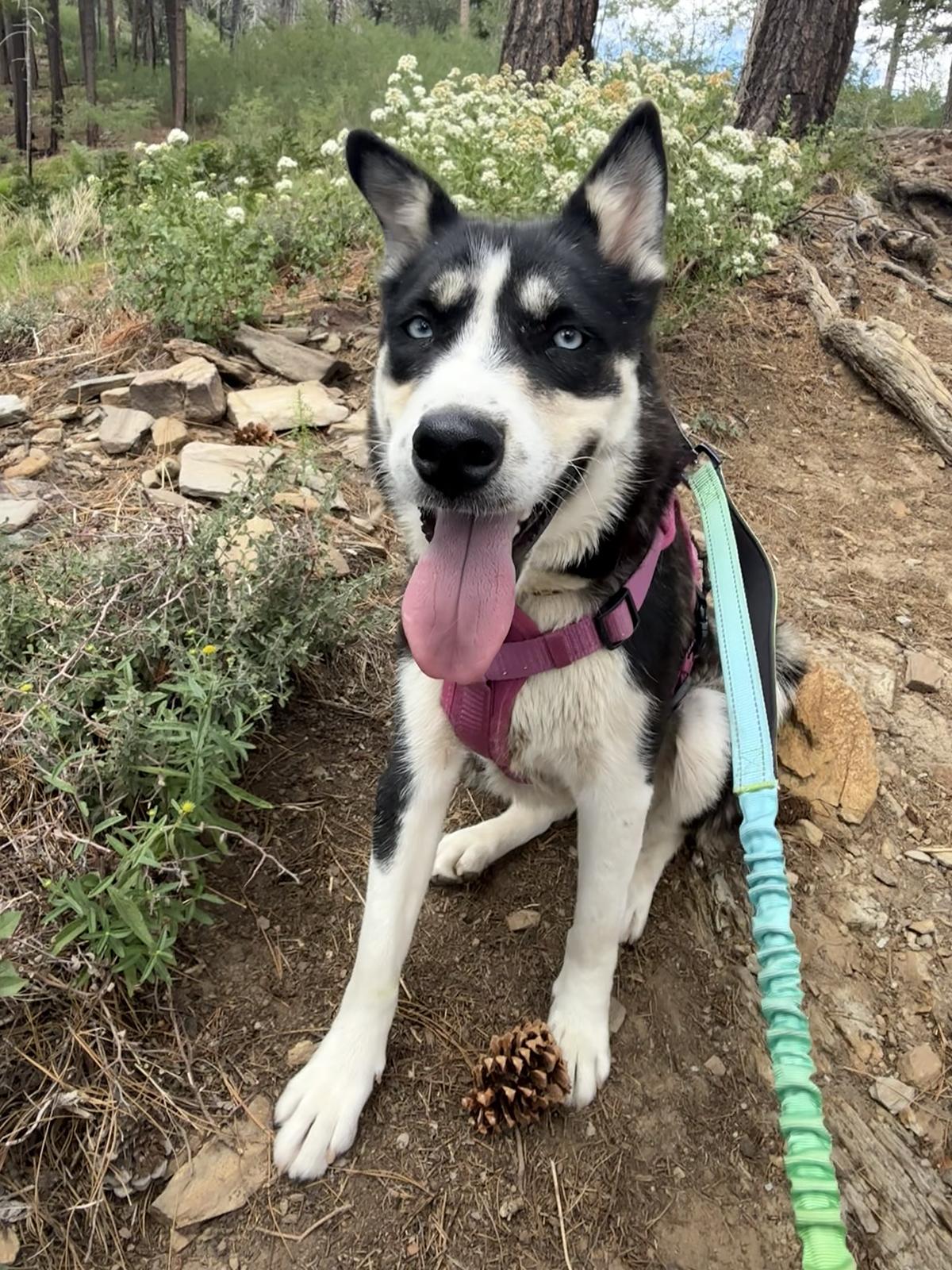Boots, Adoptable, Young Female Siberian Husky & Australian Cattle Dog / Blue Heeler.