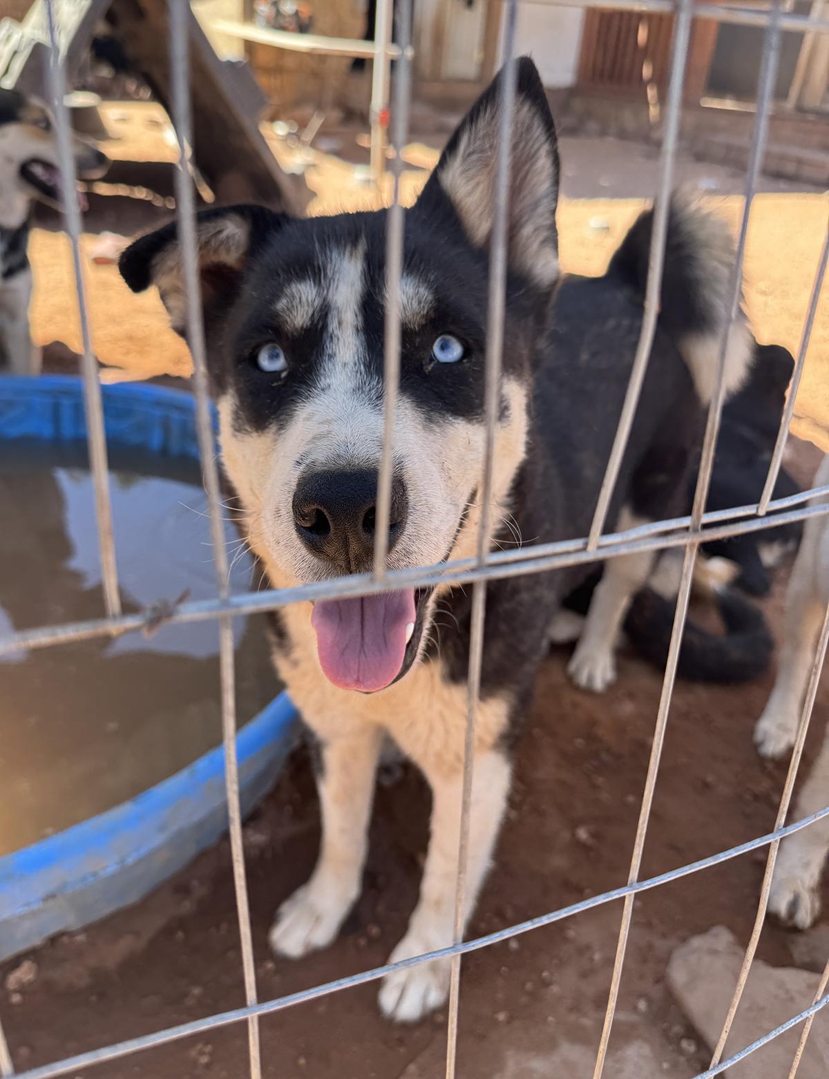 Boots, a Adoptable mixed breed in Scottsdale, AZ image 5/6