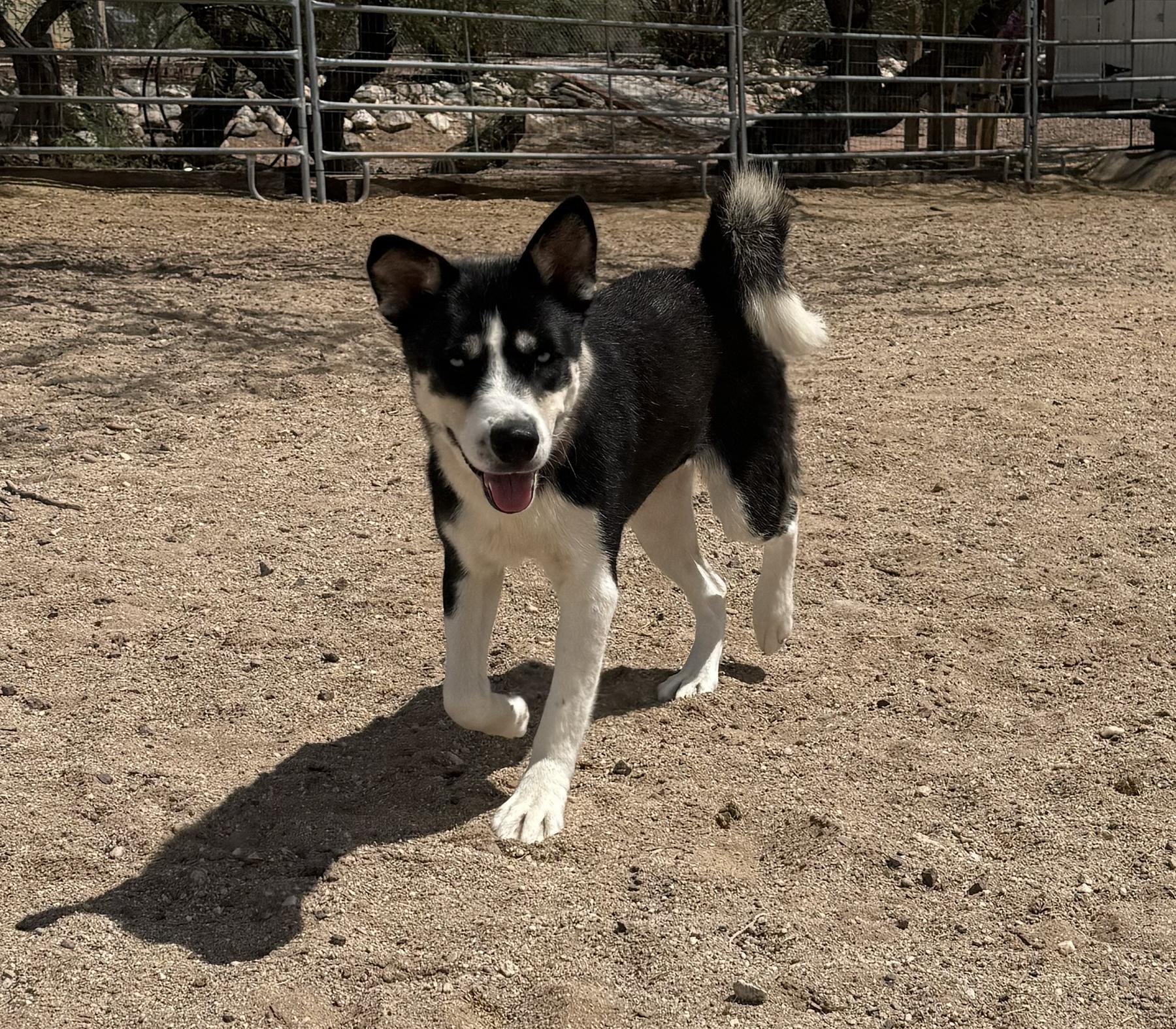 Boots, a Adoptable mixed breed in Scottsdale, AZ image 3/6