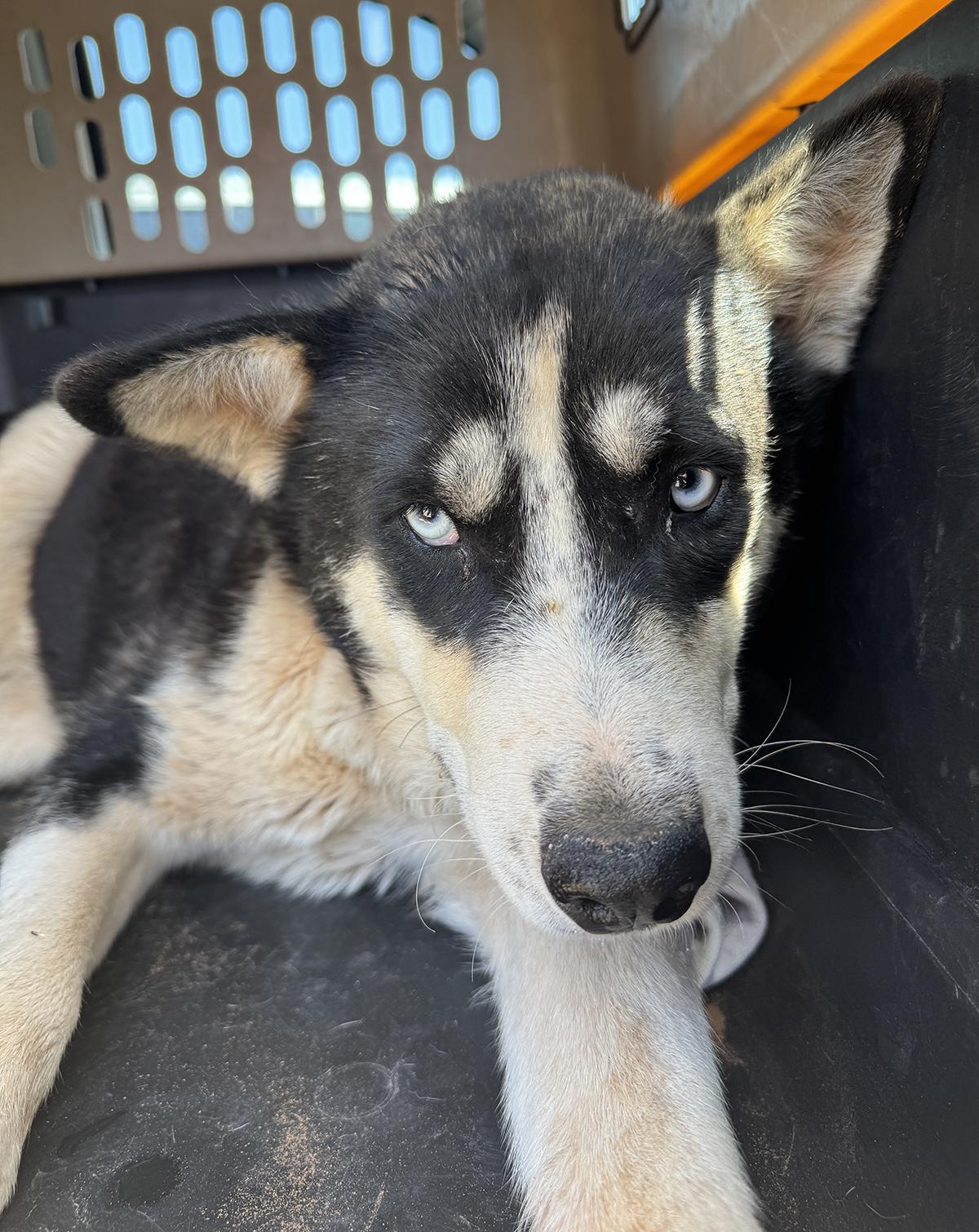 Boots, a Adoptable mixed breed in Scottsdale, AZ image 6/6