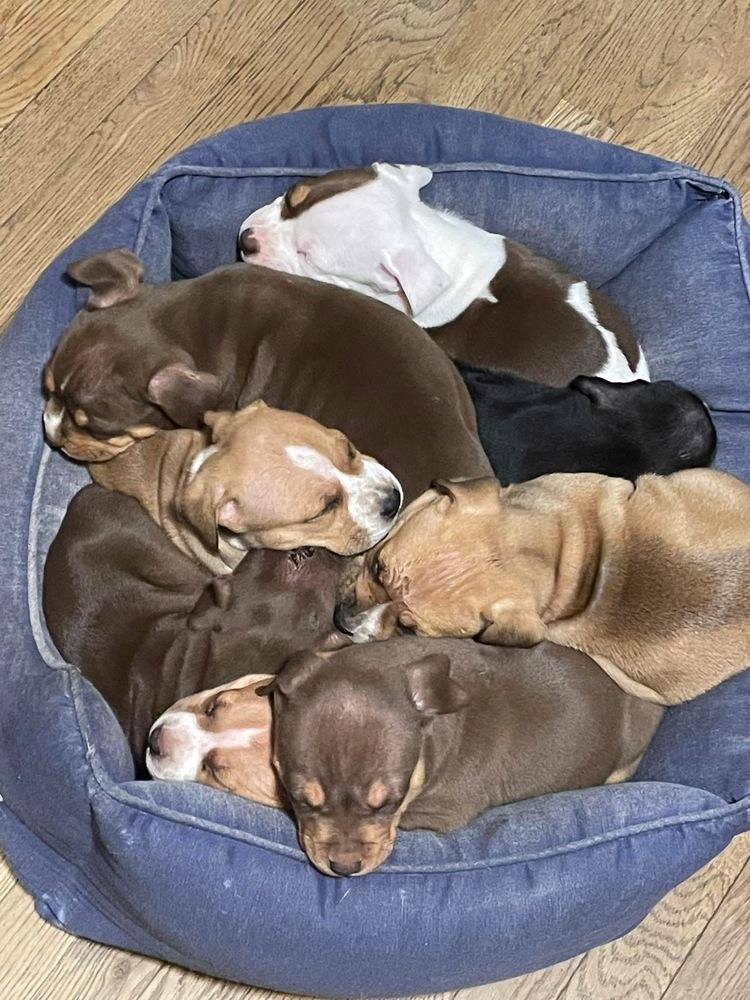 Jesse James thumbnail 3