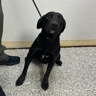 Enlarge Kai, a ADOPTABLE Mixed Breed in Defuniak Springs, FL image 1/1