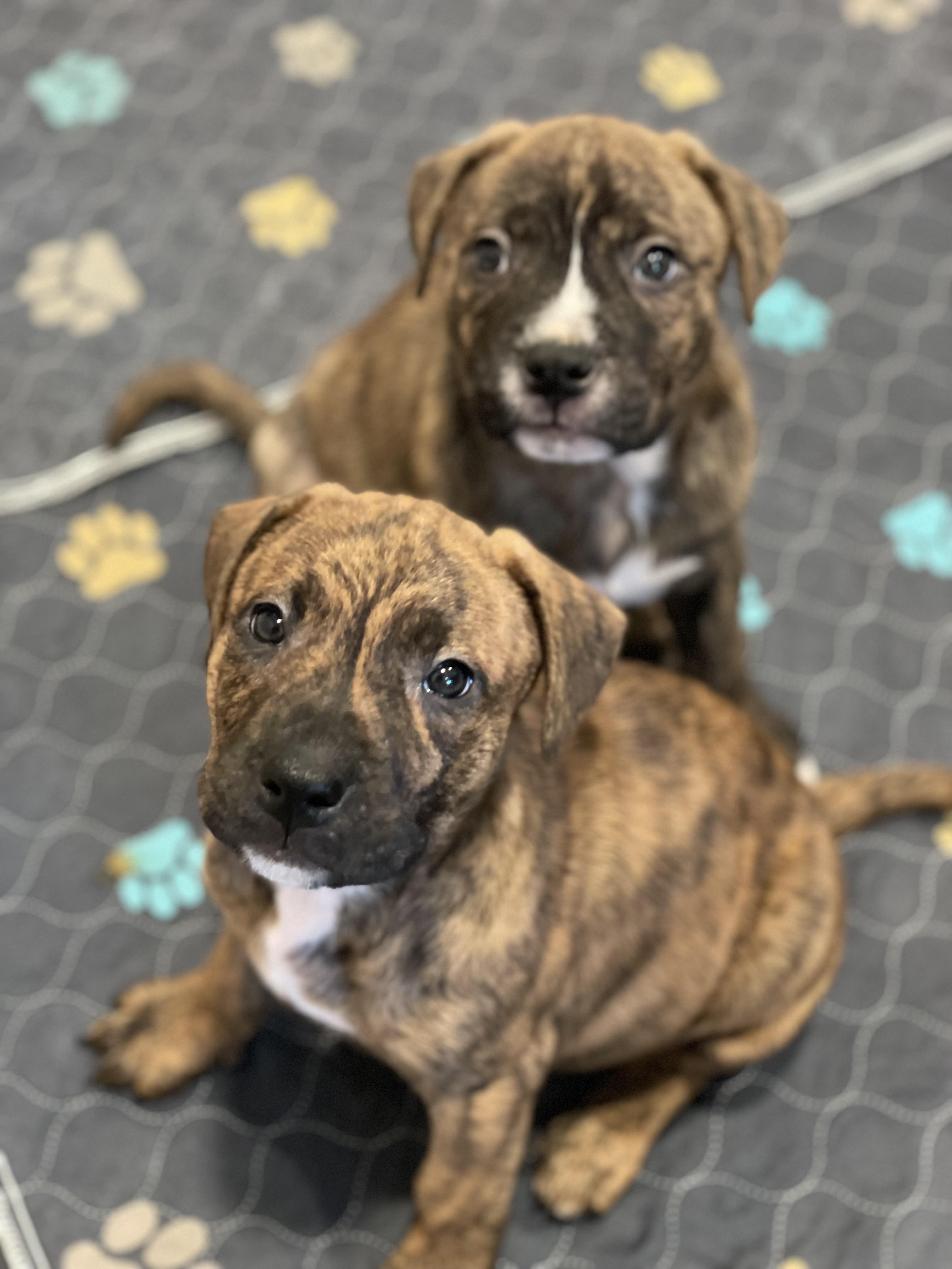Jax, a ADOPTABLE mixed breed in Union Grove, WI image 2/3