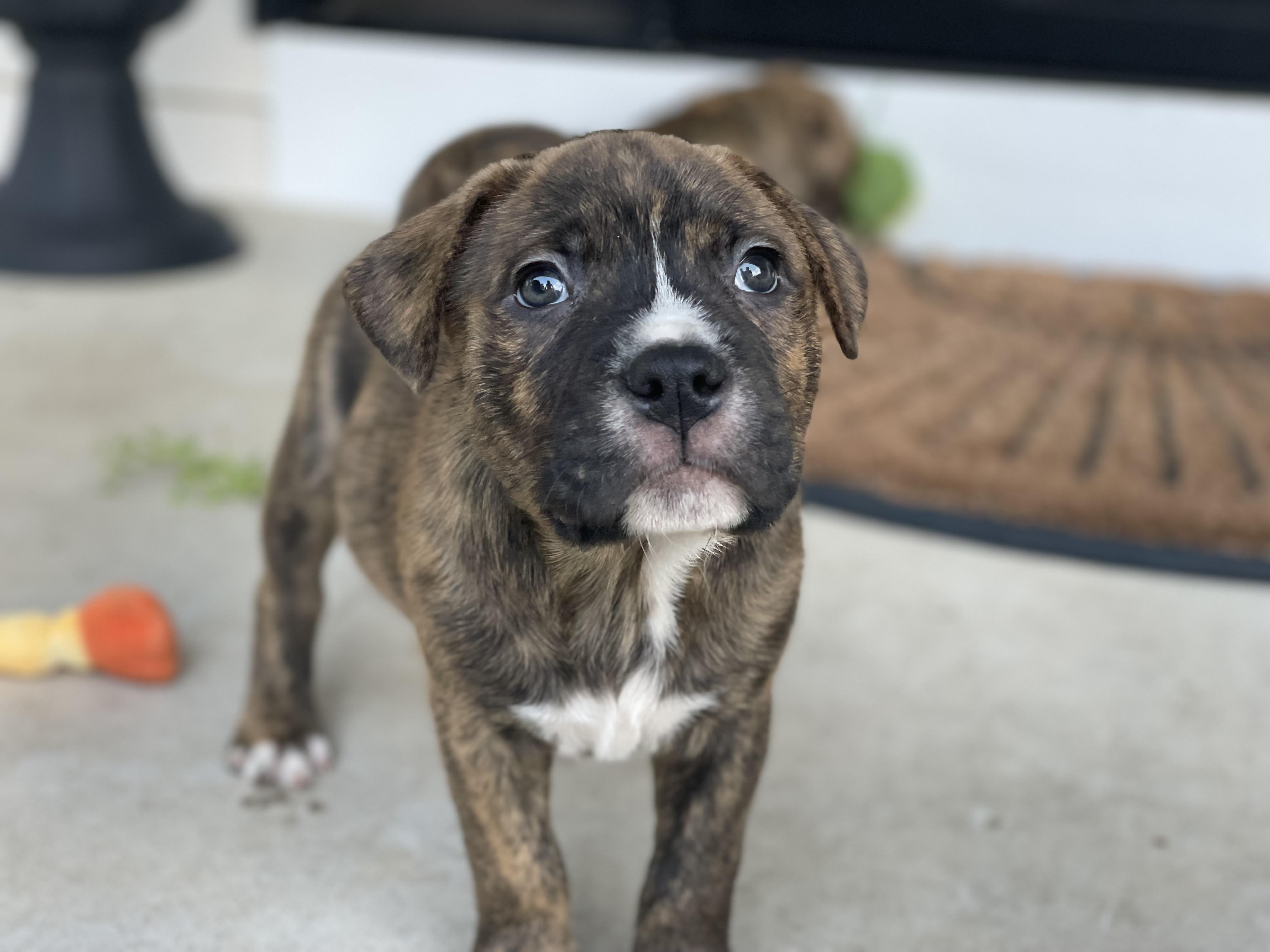Jax, a ADOPTABLE mixed breed in Union Grove, WI image 1/3