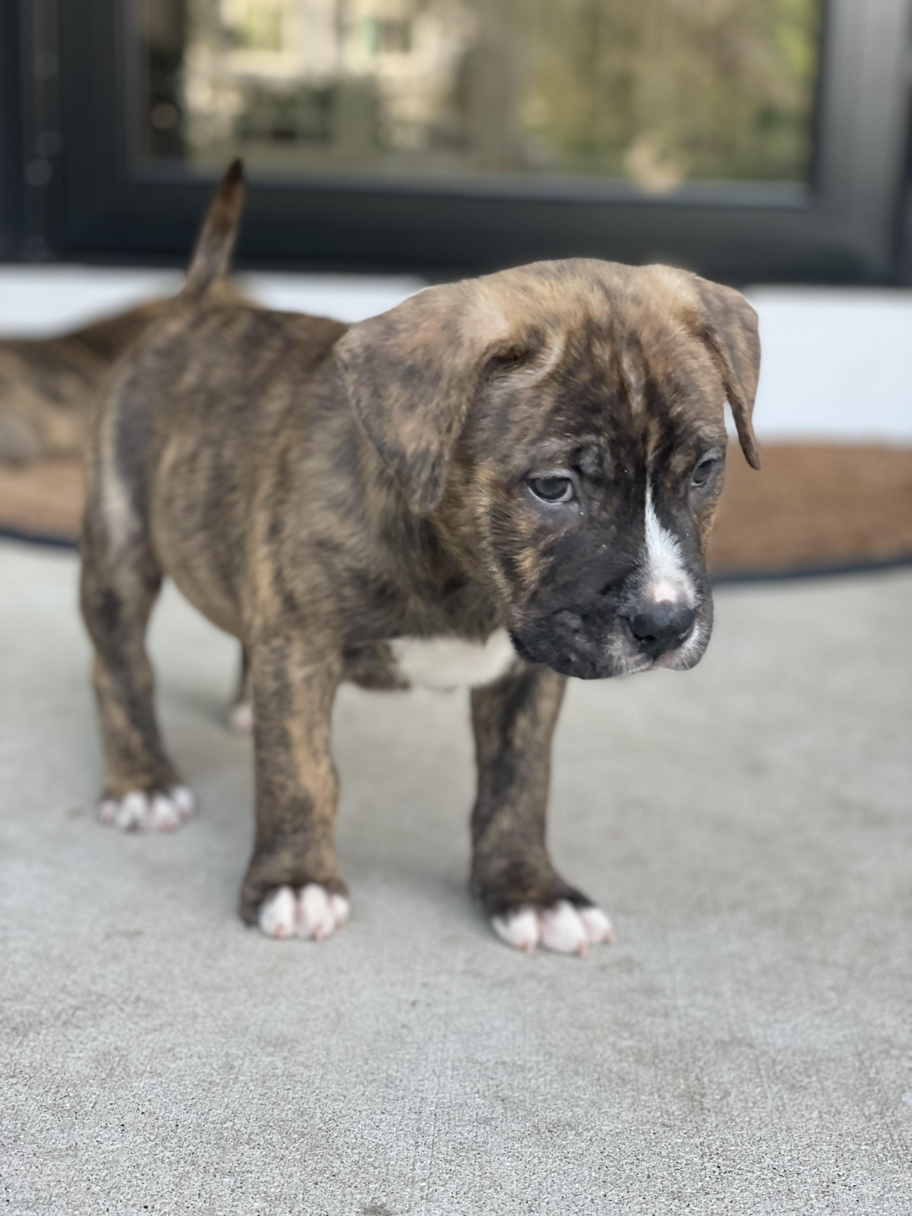 Jax, a ADOPTABLE mixed breed in Union Grove, WI image 3/3
