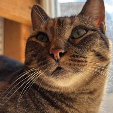 Enlarge Adele, a Adoptable Torbie in Ashton, ON image 2/2