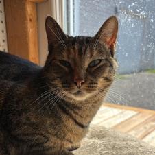 Adele, Adoptable, Adult Female Torbie.