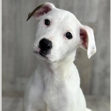 Honeybun, adoptable, Puppy Female Labrador Retriever & Dogue de Bordeaux.