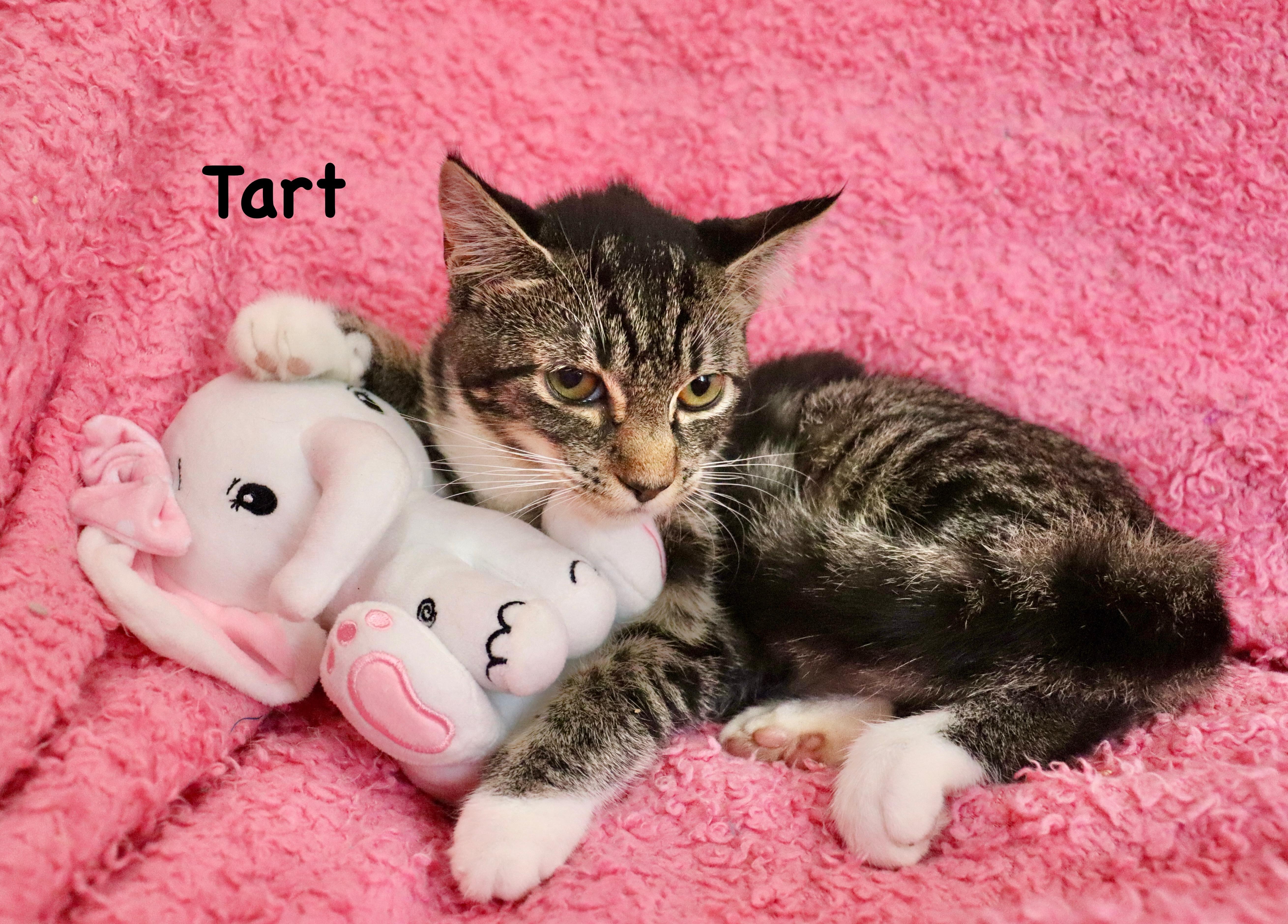Tart, Adoptable, Kitten Female Tabby.