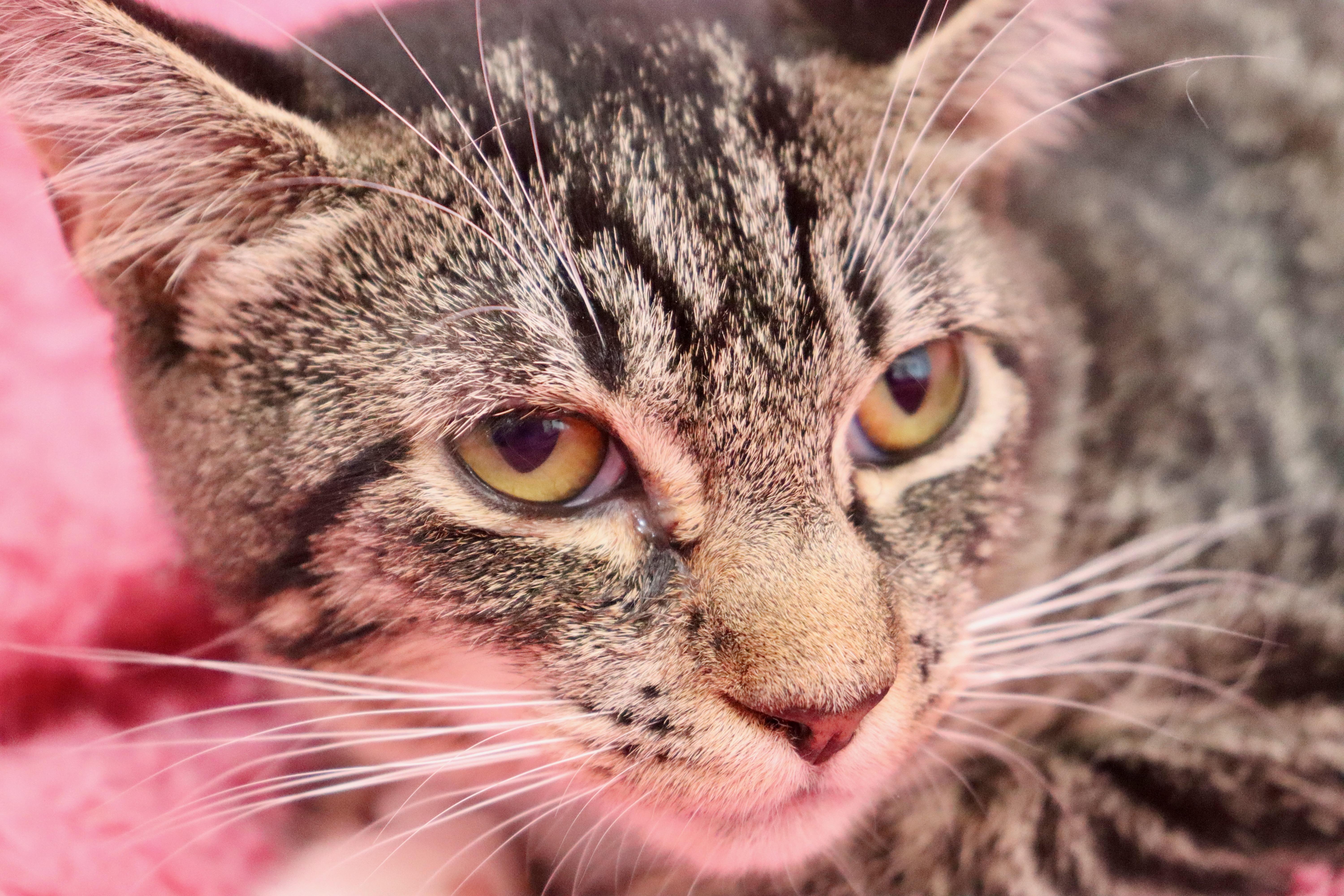 Enlarge Tart, a Adoptable mixed breed in Saint Augustine, FL image 2/5