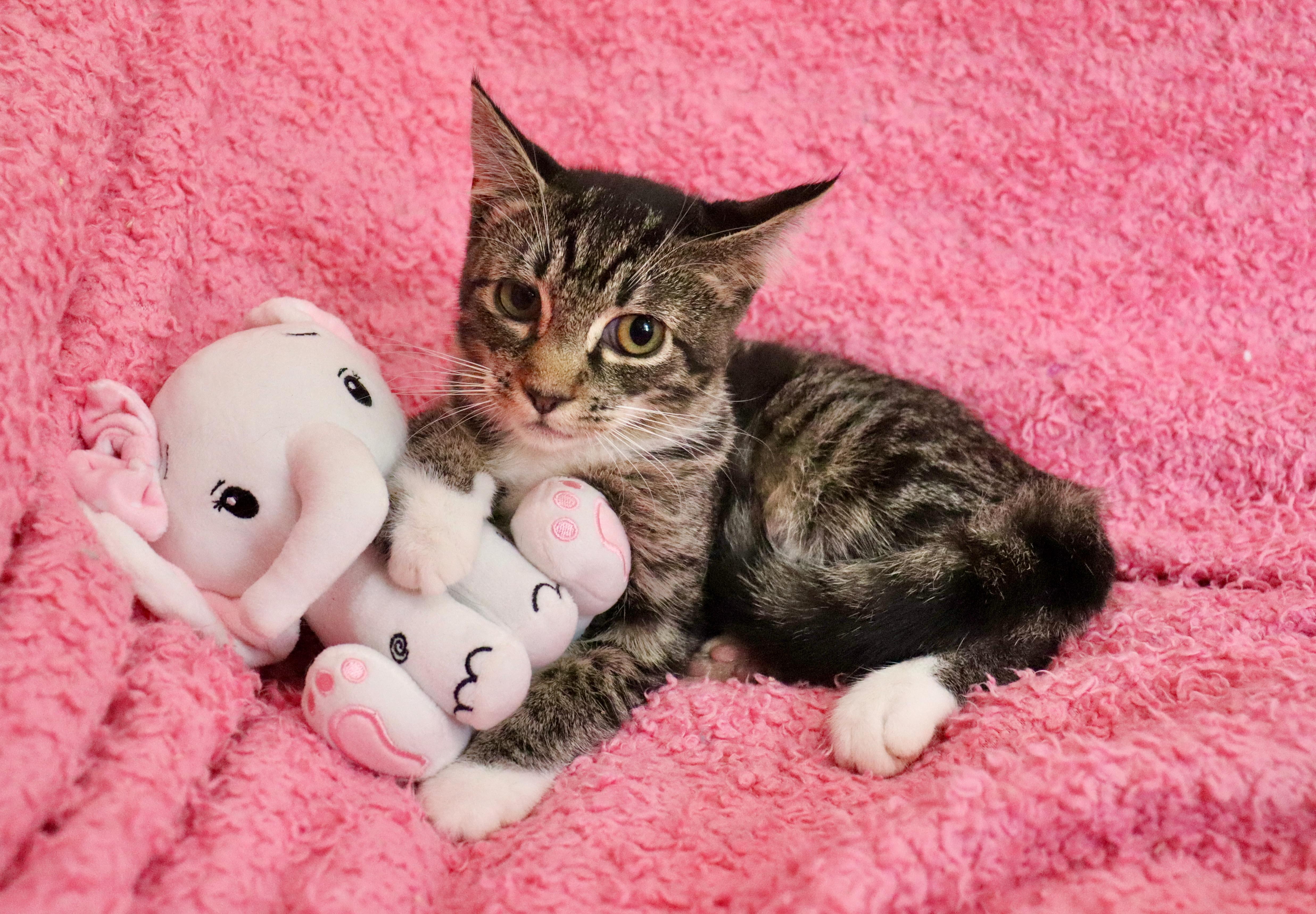 Enlarge Tart, a Adoptable mixed breed in Saint Augustine, FL image 3/5