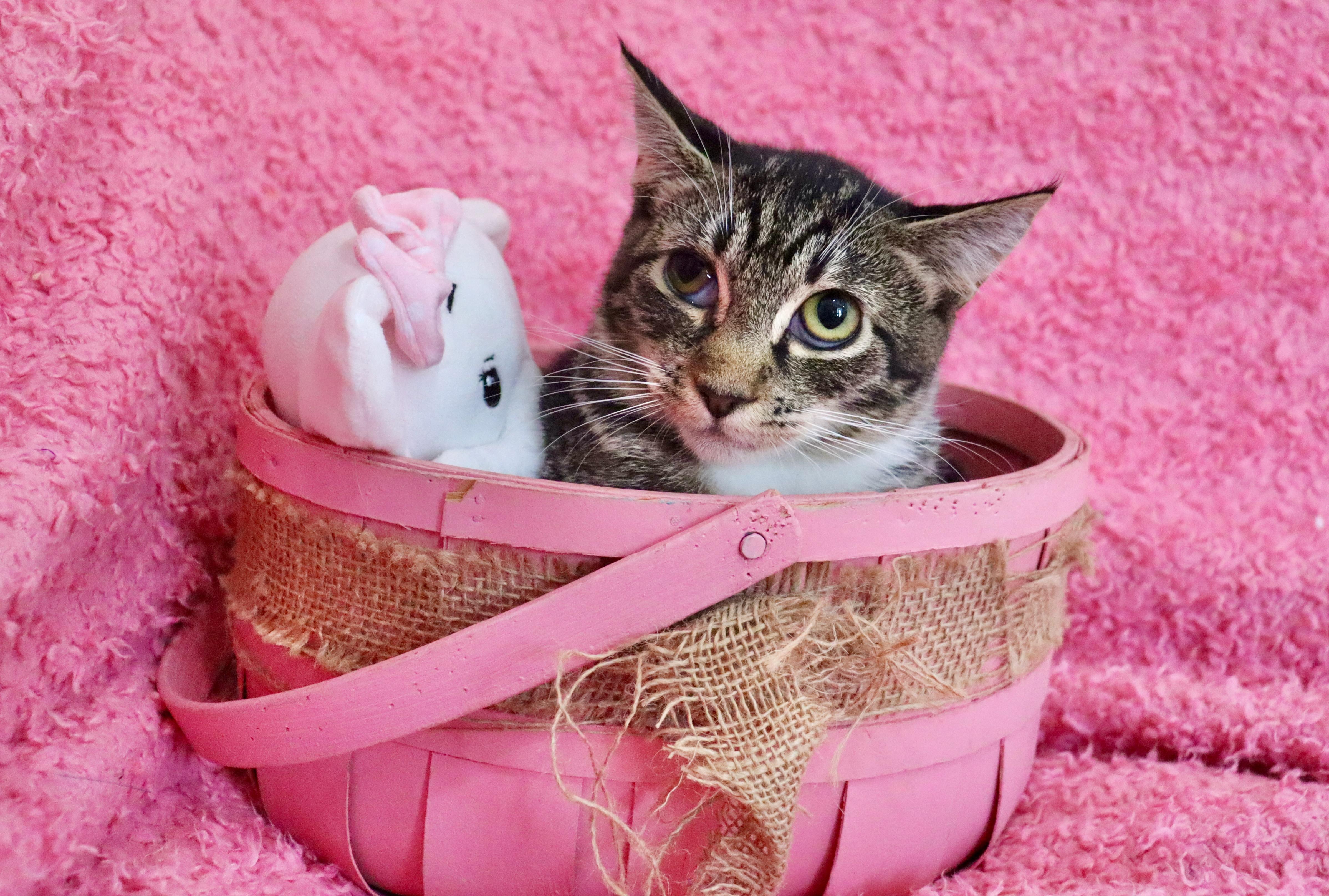 Enlarge Tart, a Adoptable mixed breed in Saint Augustine, FL image 4/5