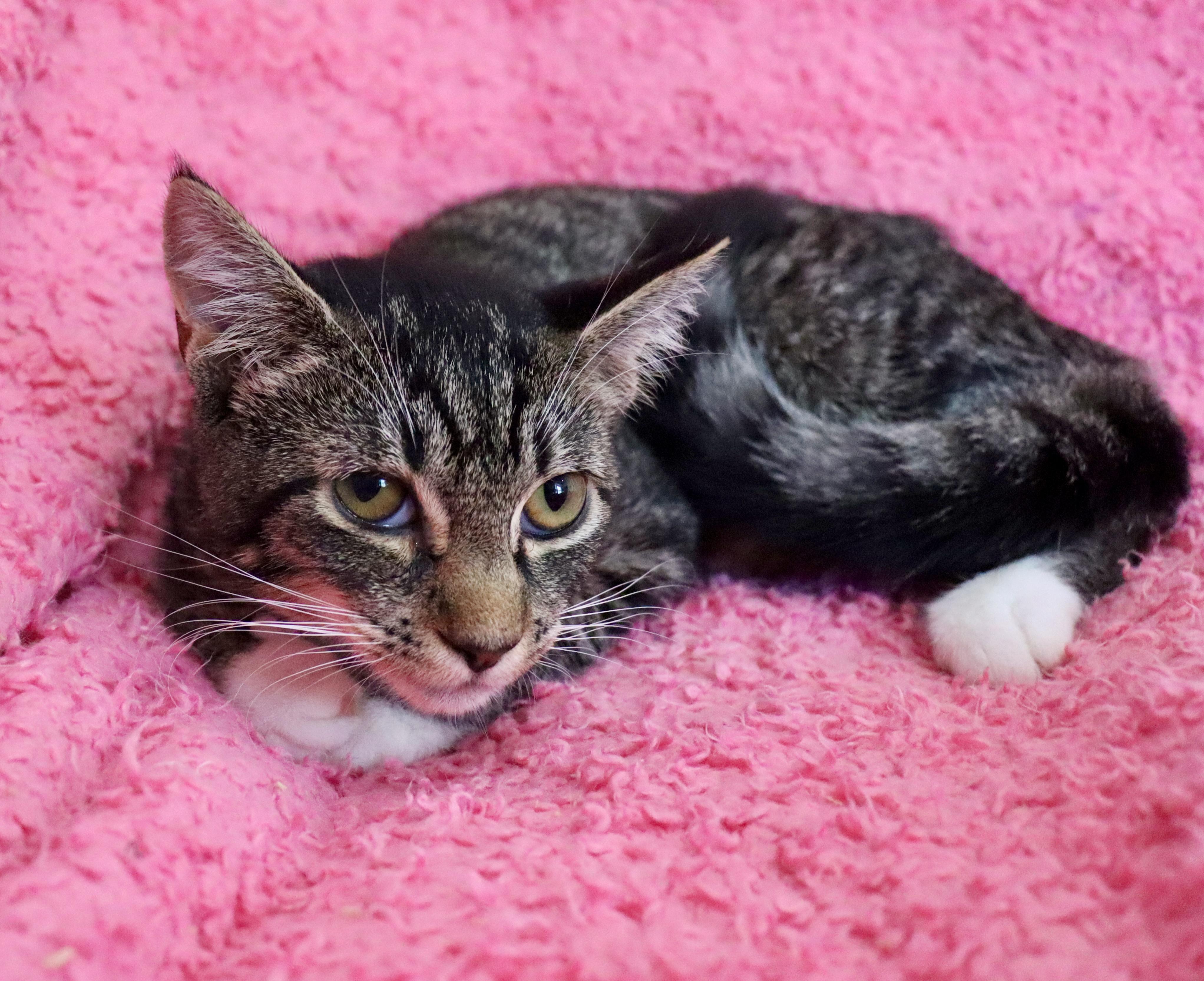 Enlarge Tart, a Adoptable mixed breed in Saint Augustine, FL image 5/5