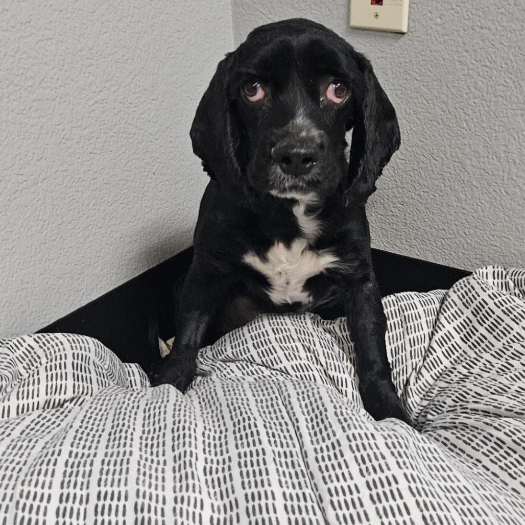 Enlarge River Trapper, a Adoptable Cocker Spaniel in Las Vegas, NV image 1/3