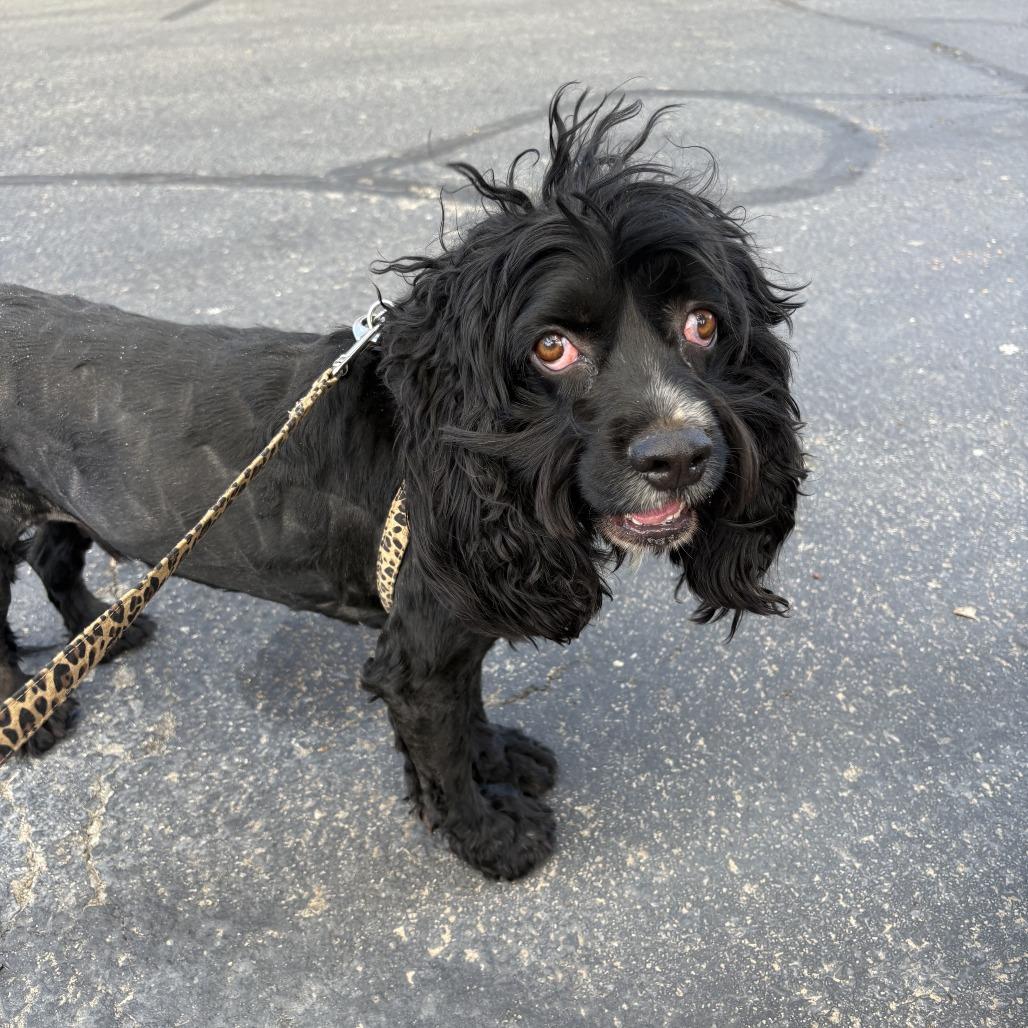 Enlarge River Trapper, a Adoptable Cocker Spaniel in Las Vegas, NV image 2/3
