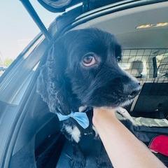 Enlarge River Trapper, a Adoptable Cocker Spaniel in Las Vegas, NV image 3/3