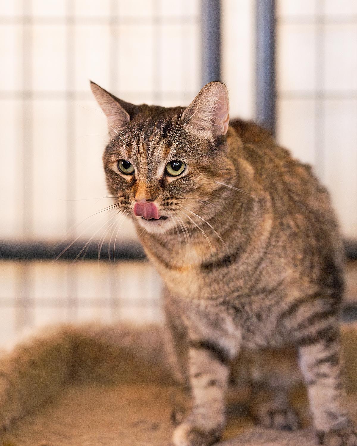 Enlarge Violet, an adoptable Domestic Short Hair in Marana, AZ image 2/3