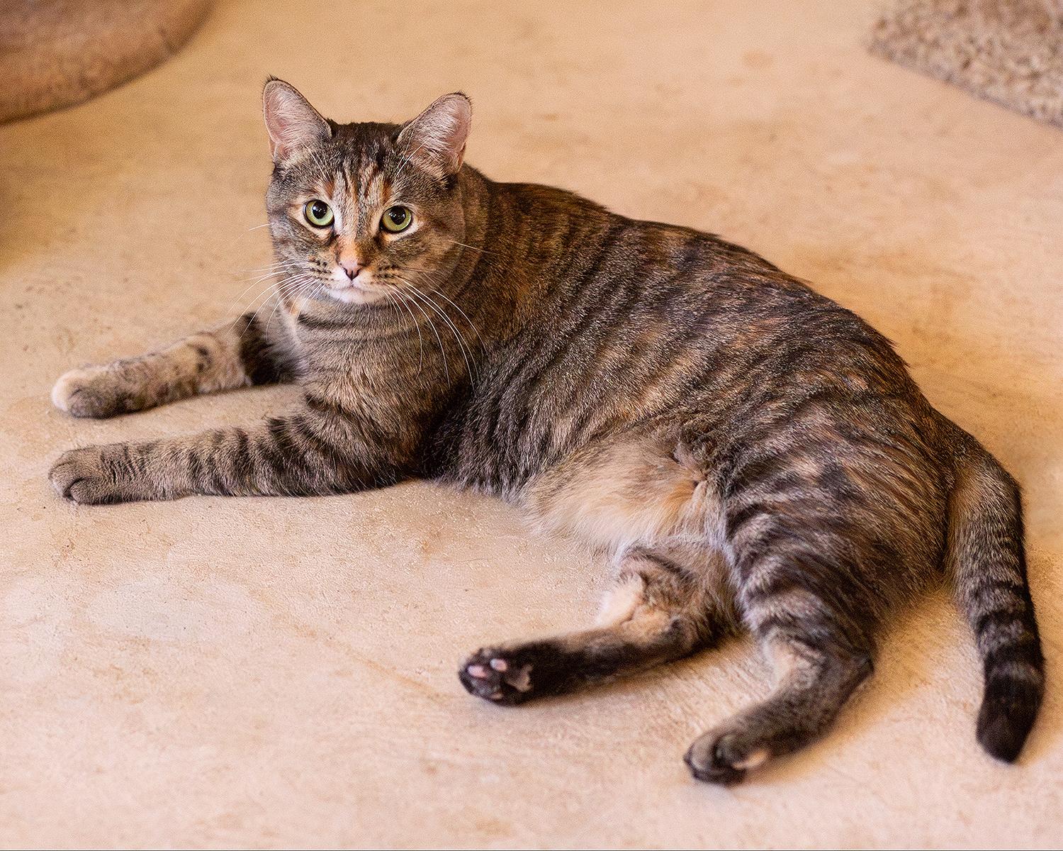 Enlarge Violet, an adoptable Domestic Short Hair in Marana, AZ image 3/3