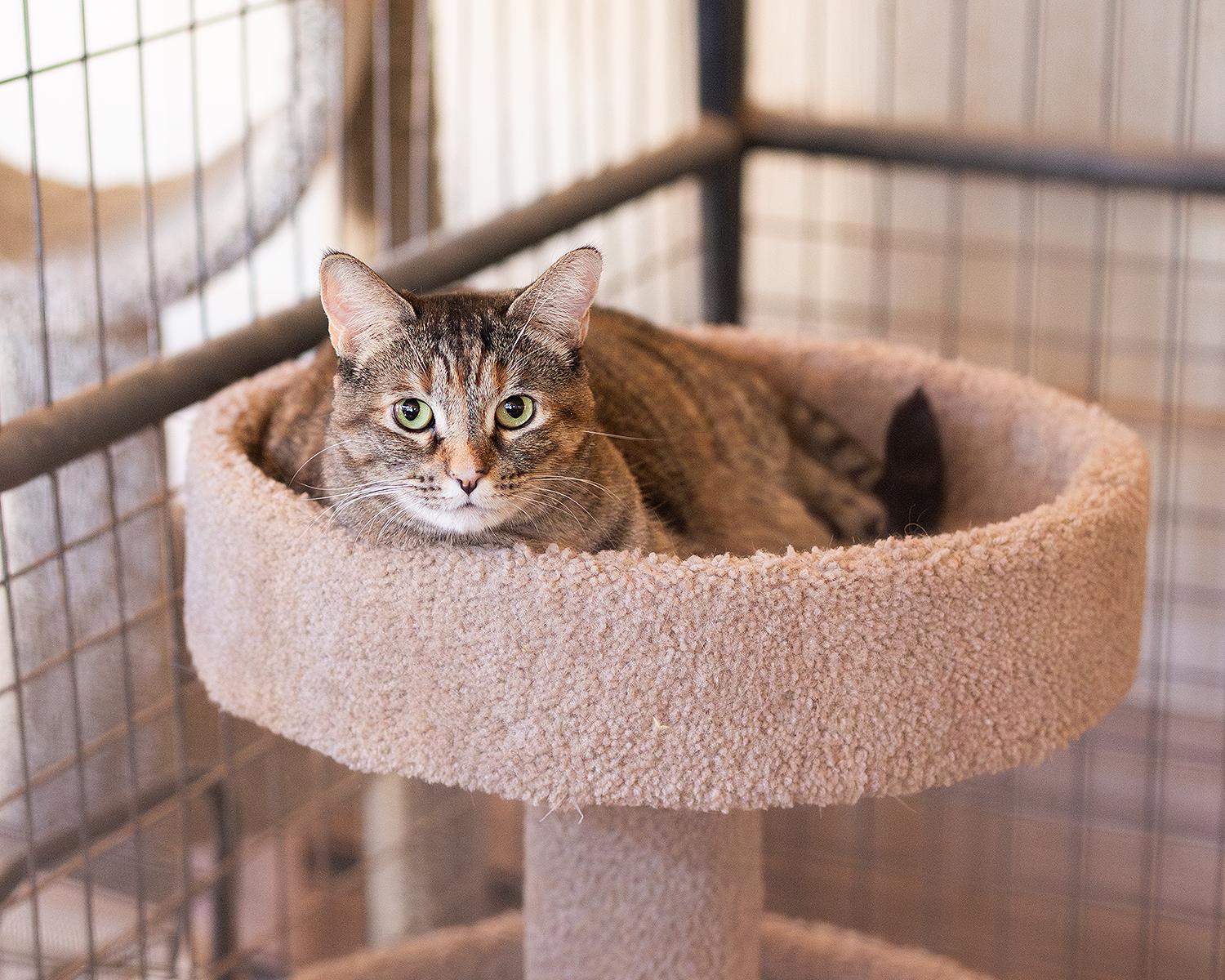 Violet, adoptable, Adult Female Domestic Short Hair.