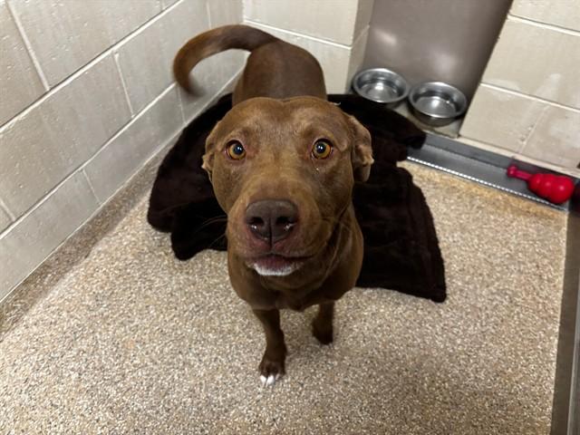 CANELO, Adoptable, Young Male Pit Bull Terrier & Mixed Breed.