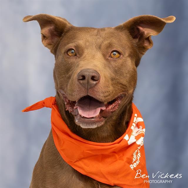 Enlarge CANELO, a Adoptable mixed breed in Albuquerque, NM image 1/1