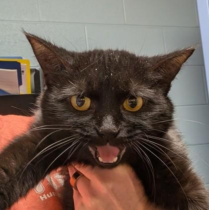 Enlarge Aquarius, an adoptable mixed breed in DeKalb, IL image 2/3