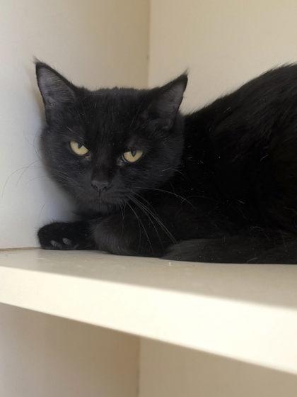 Enlarge Aquarius, an adoptable mixed breed in DeKalb, IL image 1/3