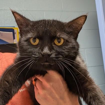 Enlarge Aquarius, an adoptable mixed breed in DeKalb, IL image 3/3