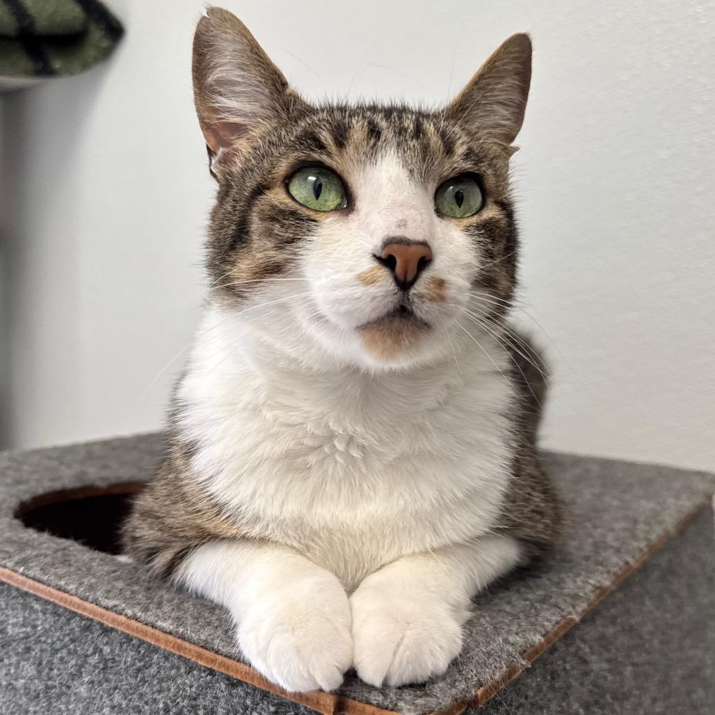 Thor, Adoptable, Senior Male Domestic Medium Hair.