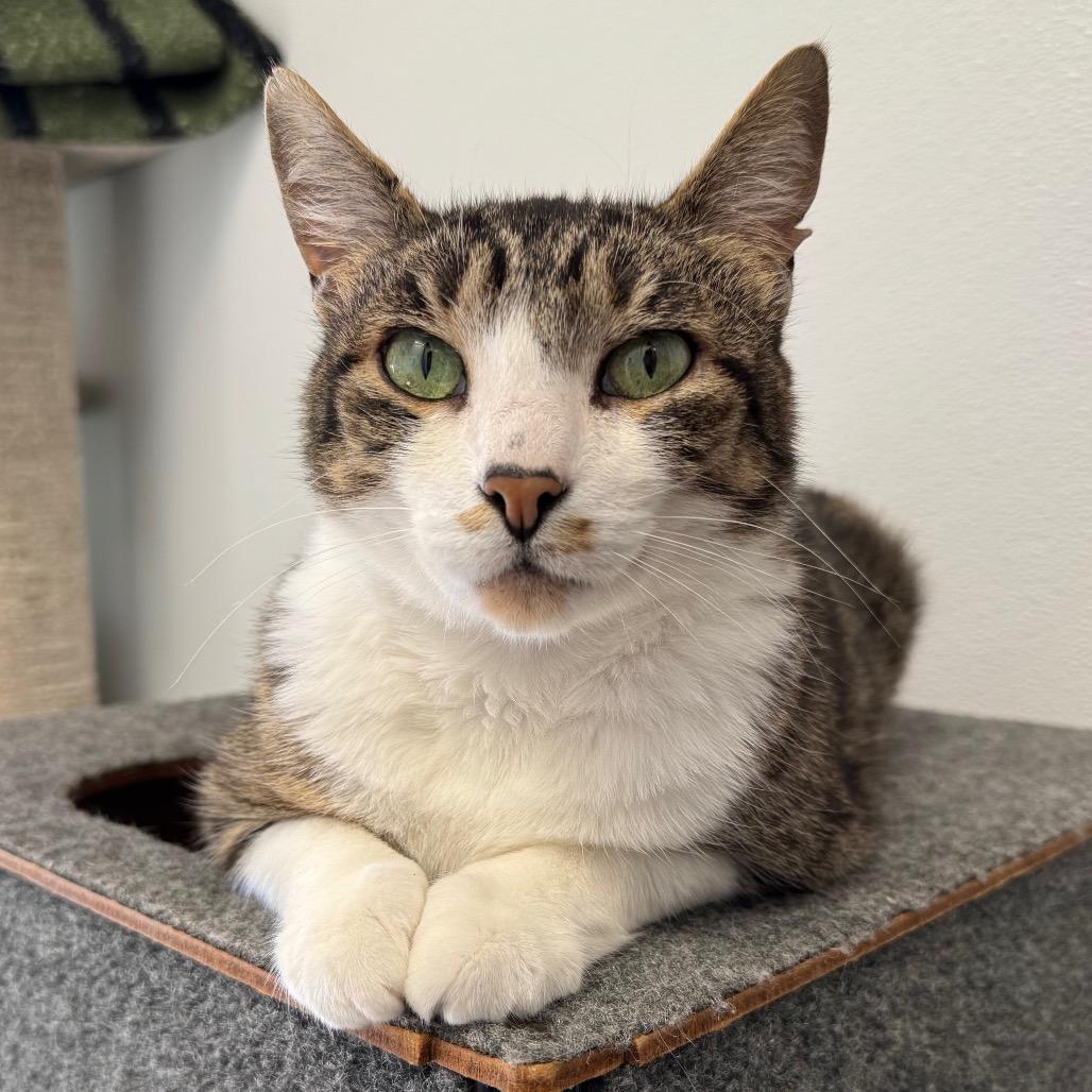 Enlarge Thor, a Adoptable Domestic Medium Hair in Port Angeles, WA image 2/6