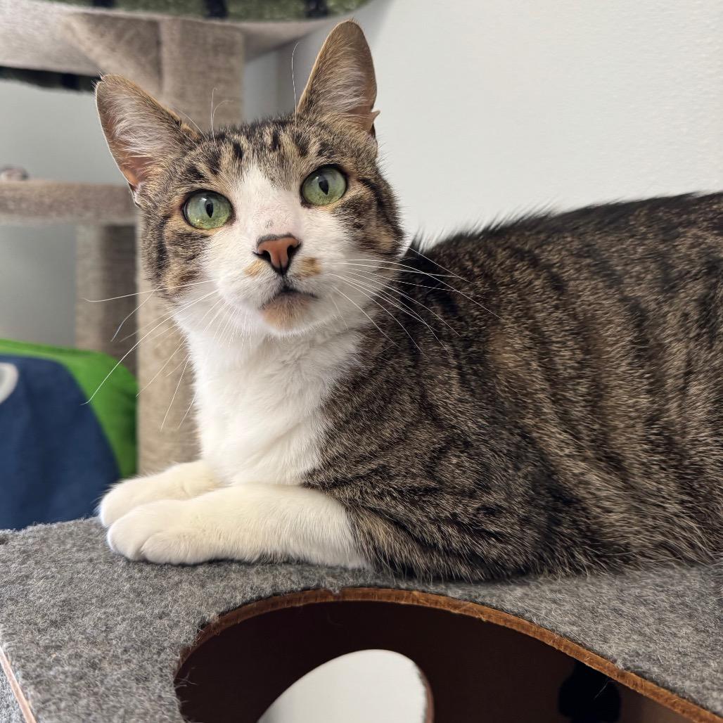 Enlarge Thor, a Adoptable Domestic Medium Hair in Port Angeles, WA image 3/6